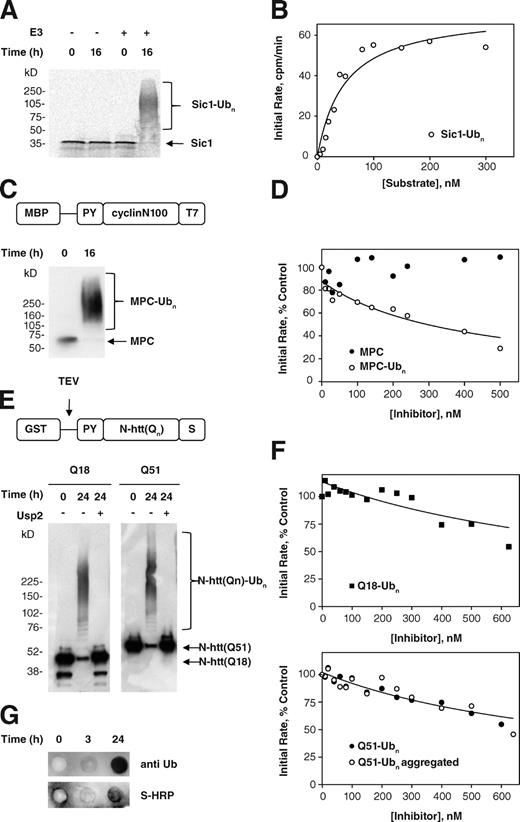 Figure 3. Ubiquitinated polyglutamine aggregates do not choke the 26S proteasome in vitro. (A) In vitro ubiquitination of radiolabeled Sic1 substrate. 35S–PY-Sic1 purified from E. coli was ubiquitinated in vitro as described in Materials and methods. Aliquots of the reaction were removed at the indicated times, separated on a 4–20% gradient gel, and visualized by autoradiography. Mobilities of unmodified Sic1 and polyubiquitinated Sic1 are indicated. (B) Kinetic analysis of Sic1(Ubn) degradation. 100 nM 35S-Sic1(Ubn) was incubated in the presence of 10 nM 26S proteasomes, and degradation kinetics were assessed by SDS-PAGE (Fig. S4 A) or release of TCA-soluble 35S radioactivity (Fig. S4 B). Initial rates of substrate degradation were determined from the kinetics of 35S radiolabel release (Fig. S4 B) and fitted to the Michaels–Menten equation by least-squares analysis assuming a Km of 50 nM. The data shown are from a single representative experiment out of three independent repeats. (C) Preparation of ubiquitinated MPC. MPC, consisting of an N-terminal maltose binding protein (MBP) fused to a fragment of Xenopus cyclin (cyclin N100) and a T7 epitope tag, was purified from E. coli and was ubiquitinated in vitro as described in Materials and methods. Aliquots of the reaction were removed at the indicated times, separated on a 4–20% gradient gel, and visualized by immunoblotting with an anti-T7 HRP conjugate. (D) Ubiquitinated MPC is a competitive inhibitor of Sic1(Ubn) degradation. Dependence of the initial rate of 35S-Sic1(Ubn) degradation on the concentration of MPC or ubiquitinated MPC (MPC(Ubn)). 10 nM proteasomes were incubated with 100 nM substrate, and initial rates were determined by a linear fit to soluble TCA radioactivity as in Fig. S4 B. Initial rates are expressed as a percentage of the control reaction without MPC or MPC(Ubn). The data were fit by least-squares analysis as described in Materials and methods. The data shown are from a single representative experiment out of two independent repeats. (E) Preparation of ubiquitinated N-htt fragments. GST–PY-N-htt(Qn) containing a C-terminal S tag was purified from E. coli and ubiquitinated in vitro as described in Materials and methods. Aliquots of the reaction were removed at the indicated times, treated as indicated with the deubiquitinating enzyme Usp2-cc, separated on a 4–20% gradient gel, and visualized by immunoblotting with an anti-T7 horse HRP conjugate. (F) Competitive inhibition of Sic1(Ubn) degradation by ubiquitinated N-htt is independent of polyglutamine length or aggregation state. Dependence of the initial rate of 35S-Sic1(Ubn) degradation on the concentration of N-htt(Q18)(Ubn) (top) or N-htt(Q51)(Ubn) (bottom). Analysis was performed with nonaggregated (uncleaved) N-htt(Q51)(Ubn) (closed circles) or after TEV cleavage and aggregation of the ubiquitinated N-htt(Q51)(Ubn) (open circles). 10 nM proteasomes were incubated with 100 nM substrate, and initial rates were determined by a linear fit of soluble TCA radioactivity as in Fig. S4 B. Initial rates are expressed as a percentage of the control reaction without inhibitor present. The data were fit by least-squares analysis as described in Materials and methods. The data shown are from a single representative experiment out of two independent repeats. (G) N-htt(Q51)(Ubn) aggregates are insoluble. N-htt(Q51)(Ubn) was aggregated and filtered through a 0.2-µm cellulose acetate filter as described in Materials and methods. The blot was probed with anti-Ub (FK2) monoclonal antibody (top) or S protein–HRP to detect polyubiquitinated trapped N-htt aggregates.
