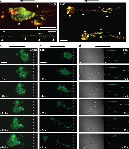 Figure 2. Blockade of actin polymerization leads to extrusion of preexisting F-actin from the cell body. (a) U937 cells pretreated with CytoD or LatB were adhered to VCAM-1 under static conditions, exposed to fluid flow (2 dynes/cm2 for 2 min), and perfusion fixed with PFA. F-actin was visualized with 488 phalloidin (green), and VLA-4 was visualized with Cy3-44H6 (red). Asterisks indicate cell bodies. Arrowheads indicate elongated upstream structures with or without an associated cell body. (b and c) U937 cells transfected with Lifeact-GFP were pretreated with CytoD (b) or LatB (c), suspended in a Mn2+-containing buffer, and adhered to a VCAM-1–coated surface in a flow chamber. Fluid flow was introduced (2 dynes/cm2), and sequential images were acquired. The relative time of each image is indicated. The dashed lines provide a spatial reference to the most upstream portion of the cell. See Videos 1 and 2. (d) Addition of LatB into the perfusion buffer. Lifeact-GFP–transfected U937 cells were adhered under static conditions and exposed to fluid flow (2 dynes/cm2). After 2 min, LatB was added, and sequential images were acquired. Differential interference contrast (DIC) and GFP images are shown (the relative time is indicated). See Video 3. Asterisks indicate cell bodies whose position is altered relative to the previous image. Note that occasional cells detach (star). Representative data are from three IEs. Arrows indicate the direction of fluid flow. Bars, 10 µm.