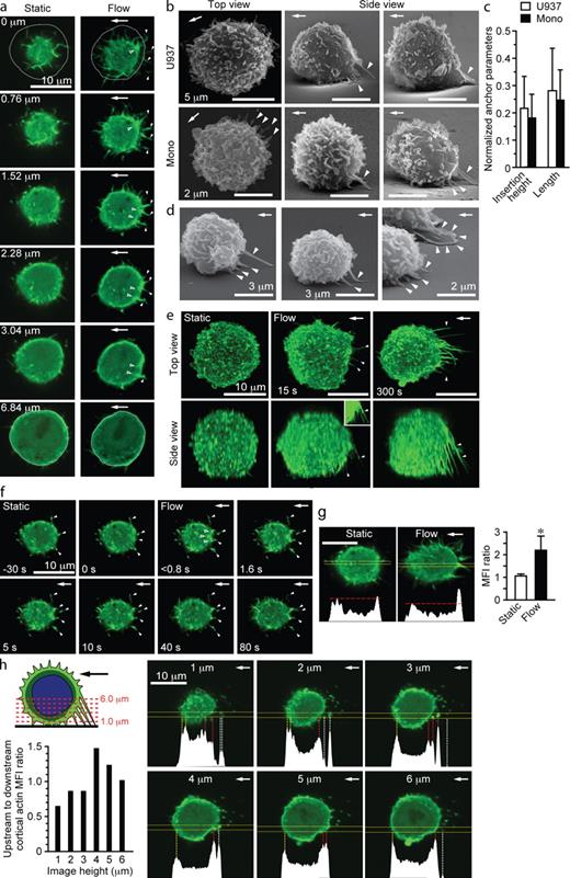 Figure 3. Fluid flow triggers the formation of upstream F-actin–rich anchors. (a and e–h) Live-cell imaging of Lifeact-GFP–transfected U937 cells. Cells suspended in an Mn2+-containing buffer were adhered under static conditions to a VCAM-1–coated surface of a flow chamber and then exposed to fluid flow (2 dynes/cm2 for 2 min). (a) Images of a representative cell at the indicated levels from the adhesion surface before and after exposure to fluid flow. Upstream anchors (solid arrowheads) and anchor insertion sites (open arrowheads) are located within several micrometers of the adhesion surface. The circles represent the cell periphery at the midpoint of the cell as determined by superimposing DIC images. (b) Representative SEM images of perfusion-fixed untransfected U937 cells and monocytes (Mono) exposed to fluid flow. Upstream anchors (solid arrowheads) are visualized clearly when chucks were rotated to obtain a side view. (c) Quantification of anchor dimensions in SEM images (n = 32 and 36; three IEs). Data were normalized to the mean cell height or width (8.03 ± 0.82 and 8.55 ± 0.46 µm for U937 cells, n = 10; and 4.94 ± 0.54 and 5.33 ± 0.57 µm for monocytes, n = 15). (d) SEM showing anchor formation in human monocytes infused into VCAM-1–coated chambers (0.5 dynes/cm2 for 30 s and then 2 dynes/cm2 for 60 s). Upstream anchors are indicated by solid arrowheads. (e and f) Sequential images reveal the kinetics of F-actin accumulation and anchor formation. The time relative to the introduction of a fluid shear force (2 dynes/cm2) is indicated. (e) Top and side views of collapsed z stacks show F-actin–rich anchors (arrowheads) at 15 s. The GFP signal is enhanced in the inset. (f) Images obtained just above the adhesion surface reveal that anchors develop from projections that contacted the adhesion surface under static conditions (solid arrowheads). The accumulation of F-actin in the cortical actin cytoskeleton (open arrowheads) is evident within 1 s after exposure to fluid flow. See Video 6. (g and h) Lifeact-GFP fluorescence intensity analysis across cells. (g) Representative images of a Lifeact-GFP–transfected U937 cell before and after exposure to fluid flow and corresponding GFP fluorescence profiles within yellow lines. Images were obtained at a level at which anchors insert into the cell body. The horizontal dashed red lines correspond to the GFP intensity in the downstream cortical actin cytoskeleton. The graph shows upstream to downstream GFP mean fluorescence intensity (MFI) ratios of 10–15 randomly selected cells (four IEs; *, P < 0.001). (h) Analysis of GFP intensity at different levels from the adhesion surface as shown in the schematic. In each optical slice from a z stack, fluorescence profiles within the yellow lines are shown. Dashed lines at peaks correspond to the downstream (yellow) and upstream (red) cortical actin cytoskeleton and anchors upstream of the cell body (white). The numbers at the top of images refer to the height of each image above the adhesion surface. The upstream to downstream cortical actin mean fluorescence intensity ratios are plotted. The maximal difference in upstream versus downstream cortical actin fluorescence ratio is observed at a level at which anchors insert into the cortical actin cytoskeleton. This representative experiment demonstrates how optical slices from a z stack were selected for analysis in g. Also refer to Fig. S3. Arrows indicate the direction of fluid flow. Error bars show means ± SD.