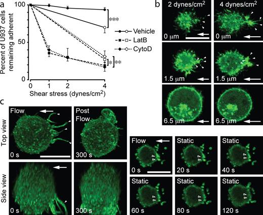 Figure 4. Fluid flow primes leukocytes to resist detachment by inducing and maintaining F-actin in upstream anchors. (a) Detachment assays were performed with vehicle-, CytoD-, or LatB-pretreated U937 cells. Cells were adhered to a VCAM-1–coated surface. Fluid flow was introduced, either directly with 4 dynes/cm2 (open symbols) or in a stepwise fashion (1, 2, and 4 dynes/cm2; solid symbols), and cells remaining adherent were quantified (means ± SD, n = 8; two IEs; *, P < 0.05; **, P < 0.005; ***, P < 0.0001 direct versus stepwise shear). (b) Increase in fluid flow induces F-actin accumulation in anchors. Representative confocal images of a Lifeact-GFP–transfected U937 cell exposed to fluid flow (shear stress: 2 and then 4 dynes/cm2). GFP accumulation is shown within anchors (solid arrowheads) and at their insertions (open arrowheads). The numbers at the bottom of the images refer to the height of each image above the adhesion surface. (c) Removal of fluid flow reduces F-actin accumulation in anchors. U937 cells adhered to VCAM-1 were exposed to fluid flow (2 dynes/cm2 for 2 min), and then flow was stopped. Sequential z stacks of the same cell were obtained before (0 s) and after (300 s) flow was stopped. (left) Top and side view projections of a representative cell demonstrate that upstream anchors (solid arrowheads) diminished after cessation of flow. (right) Sequential images just above the adhesion surface illustrate progressively decreasing F-actin at anchor insertions (open arrowheads). See Videos 7 and 8. Arrows indicate the direction of fluid flow. Bars, 10 µm.