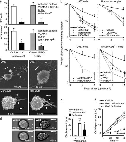 Figure 7. PI3K activity is required for stable adhesion and resistance to flow-induced detachment and deformation. (a and b) Accumulation assays (2 dynes/cm2 for 2 min) with U937 cells pretreated with vehicle or LY294002 (LY) or transfected with control or PI3K-γ siRNA. The extent of PI3K-γ knockdown by siRNA as determined by Western blotting was 85% (n = 3; see Fig. S5). The number of U937 cells that underwent arrest and remained adherent was quantified (n = 12 per group; three IEs; *, P < 0.001 relative to the control group). (b) Detachment assays with leukocytes (indicated) treated with PI3K inhibitors, 1 µM Wortmannin (Wort), 50 µM LY294002, and 100 µM AS605240 and transfected with control or PI3K-γ siRNA and CD8+ T cells isolated from wild-type and PI3K-γ knockout mice. The buffer contained Mn2+ (n = 10; three IEs; *, P < 0.05 relative to the control group). (c) Representative SEM images of 1 µM Wort-pretreated U937 cells and human monocytes adhered to VCAM-1 and then exposed to flow (2 dynes/cm2 for 2 min). Arrowheads indicate the extrusion of F-actin upstream of the cell body. (d) Wort perfusion induces cell displacement. U937 cells adhered to VCAM-1 were exposed to fluid flow (2 dynes/cm2 for 2 min). Vehicle or Wort (1 µM final concentration) was then added to the perfusion buffer (at time = 0 s). Representative sequential DIC images show Wort-induced cell displacement and distortion. Arrowheads indicate initial adhesion contact sites. (e) Displacement of U937 cells after exposure to fluid flow (2 dynes/cm2) for 40 s. Treatments are indicated (n = 3–10 cells per group; two IEs; *, P < 0.005; **, P < 0.0001). (f) Displacement over time of representative U937 cells. Error bars are means ± SD. Arrows indicate the direction of fluid flow.