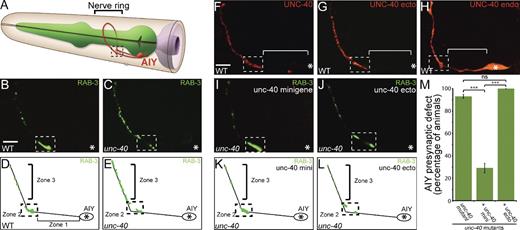 Figure 1. The UNC-40 intracellular domain is required for instructing synaptic vesicle clustering in AIY. (A) Schematic diagram of AIY morphology in the nerve ring (bracket). Dashed box represents Zone 2 of AIY where AIY:RIA synapses form (White et al., 1986). Modified image adapted from www.wormatlas.org with permission from Zeynep Altun. (B–E) Distribution of synaptic vesicles in AIY in wild-type (B and D) or unc-40(e271) (C and E) animals as visualized with GFP::RAB-3 and represented in cartoon diagrams (D and E). RAB-3::GFP marker used here has been shown to associate with vesicles during the late stage of the secretory pathway (Matteoli et al., 1991). Bar (B and C), 5 µm. (F and G) Localization of UNC-40::GFP (F) and UNC-40 ecto::mCh (G) expressed cell-specifically in AIY using the ttx-3 promoter. Note the enrichment of UNC-40::GFP (F) and UNC-40 ecto::mCh (G) in Zones 2 and 3, but absent from asynaptic Zone 1 (bracket). Bar (F–J), 5 µm. (H) Localization of UNC-40 intracellular domain::mCherry expressed cell-specifically in AIY. Note diffuse localization throughout neurite, including Zone 1 (bracket, compare with F and G). Although expression of the endodomain in other neurons has been shown to cause gain-of-function outgrowth and guidance phenotypes (Gitai et al., 2003), we did not observe gain-of-function phenotypes in AIY resulting from expression of this construct (see Fig. S3, H and I). (I–L) unc-40(e271) mutant animals expressing an unc-40 minigene (I and K) or an unc-40 minigene lacking the intracellular domain (called unc-40 ecto; J and L). Presynaptic pattern was assayed with the GFP::RAB-3 probe in AIY. (M) Quantification of the AIY presynaptic phenotype in unc-40(e271) animals with the unc-40 minigene or the unc-40 ecto minigene. Error bars represent 95% confidence interval. In all images, asterisk represents location of the cell body and dashed box encloses AIY Zone 2; ***, P < 0.0001 between indicated groups by Fisher’s exact test.
