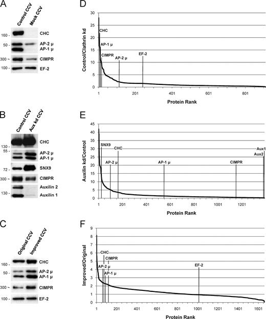 Figure 1. Three unbiased criteria to identify CCV proteins. (A–C) Western blots of CCV fractions. (D–F) Corresponding proteomic analyses by SILAC and quantitative mass spectrometry. The ratio of depletion or enrichment (fold change) was calculated for each protein, and proteins were ranked from the highest to the lowest ratio. (A and D) Control CCV fractions compared with mock CCV fractions prepared from clathrin-depleted cells. Genuine CCV proteins (AP-1, AP-2, and CIMPR) are depleted from the mock fraction; contaminants (EF-2) are unchanged. The apparent depletion is more pronounced for AP-1 than for AP-2. (B and E) CCV/cage fractions from auxilin-depleted cells, which accumulate membraneless clathrin cages, compared with control CCV fractions. Endocytic proteins (AP-2 and SNX9) are enriched in the cages, whereas transmembrane cargo proteins (CIMPR) are depleted. (C and F) Improved CCV preparation compared with original preparation. CCV proteins are enriched approximately twofold in the improved CCV fraction (see also Fig. S1). To exclude the possibility that any of the changes were caused by altered transcriptional regulation, we performed a comprehensive microarray gene expression analysis (Fig. S2). Positions of protein molecular mass markers are indicated in kilodaltons in A–C. In some cases, the apparent protein molecular weight is shown instead (indicated by ∼); this was estimated from the average migration of the protein relative to molecular weight markers on at least three gels.