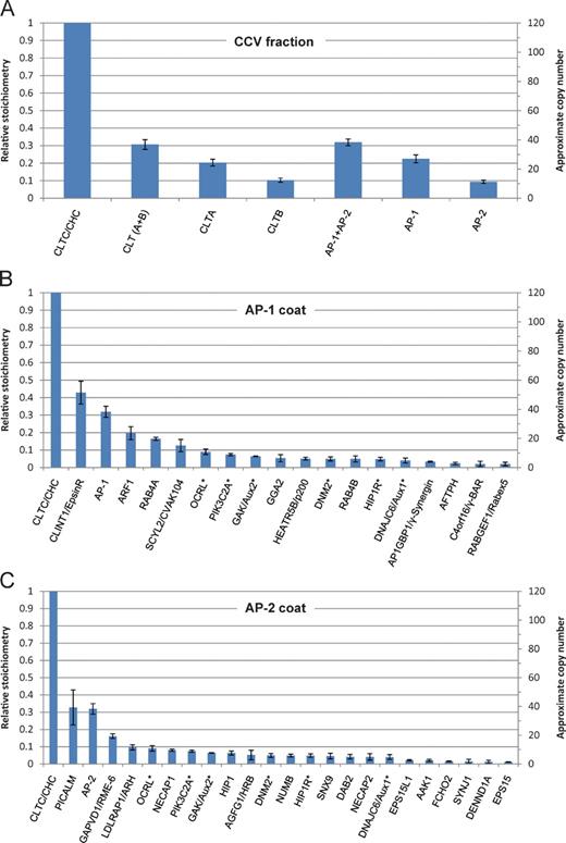 Figure 6. Estimated stoichiometry of clathrin coats. To estimate the abundance of major CCV proteins in the CCV fraction, emPAIs were calculated from the SILAC data (Table S1) and normalized to CHC (relative emPAI = 1). The approximate number of copies of each protein in a “typical” CCV with 40 triskelia (Cheng et al., 2007) is also indicated. Error bars indicate SD (n = 3). (A) Relative abundance of APs and clathrin. For every CHC molecule, there are ∼0.3 light chains (CLT A + B) and ∼0.3 AP complexes. AP-1 is approximately twice as abundant as AP-2, which suggests that ∼2/3 of the CCVs in the preparation are intracellular, and ∼1/3 are endocytic. (B) Estimated composition of the intracellular CCV coat, assuming a CHC/AP-1 ratio of ∼3:1. There may be more than one type of intracellular CCV; the figure shows the estimates for a hypothetical average CCV. (C) Estimated composition of the endocytic CCV coat, assuming a CHC/AP-2 ratio of ∼3:1. Asterisks indicate shared proteins.