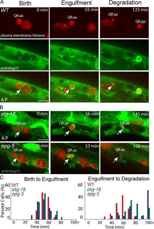 Figure 2. Q cell corpse engulfment is normal, but its degradation in phagocytes is defective. (A) Still images of the birth, engulfment, and degradation of the Q cell corpse in WT. (top) Q cell plasma membrane and chromosome are imaged by mCherry. (middle) The actin in a hyp7 cell is labeled by GFP. The merged images are shown on the bottom. (B) Q cell corpse in the atg-18 (top) or epg-5 (bottom) mutant. The birth of the apoptotic Q cell was the end of cytokinesis of their mother (arrows; the cleavage furrows in the left of A and B). The engulfment of the apoptotic Q cell was the last frame with actin halo (arrows in the middle of A and B). The degradation was the last frame showing Q cell corpse (arrows in the right of A and B). Anterior of the cell is to the left. (C) Quantifications of the time for Q cell corpse engulfment and degradation. n = 10–29 from a single experiment. Statistical analysis was shown in Fig. S2 (A and B). Bars, 2.5 µm.