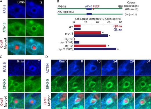 Figure 4. Sequential action of autophagy proteins during Q cell corpse degradation. (A) Still images show the corecruitment of BFP::RAB-5 with GFP::ATG-18 on the Q cell corpse. Time at 2 min is the first frame of RAB-5 and ATG-18 on the phagosome. (B, top) The PI(3)P binding motif of ATG-18 is required for ATG-18 recruitment on the Q cell corpse. n shows the number of Q.aa corpses examined. (bottom) Quantifications of QR.aa and QL.aa corpse degradation in WT and different genetic backgrounds at three-cell developmental stages. *, P < 0.01, χ2 test (mutant paired with WT). For each data point, n = 15–22 from a single experiment. Data about other cell types and developmental stage are given in Fig. S3. (C) The sequence of BFP::RAB-5 and EPG-5::GFP recruitment onto the Q cell corpse. Time at 0 min (the left column) shows the last frame of EPG-5::GFP on the phagosome, and time at 7 min (right) shows the first frame of GFP::RAB-5 on the Q cell corpse. (D) The sequence of engulfment (actin::BFP) and EPG-5::GFP during Q cell corpse degradation. Actin and EPG-5 were corecruited at 8 min, but EPG-5::GFP lasts longer on the phagosome (frame at 29 or 34 min). Bars, 5 µm.