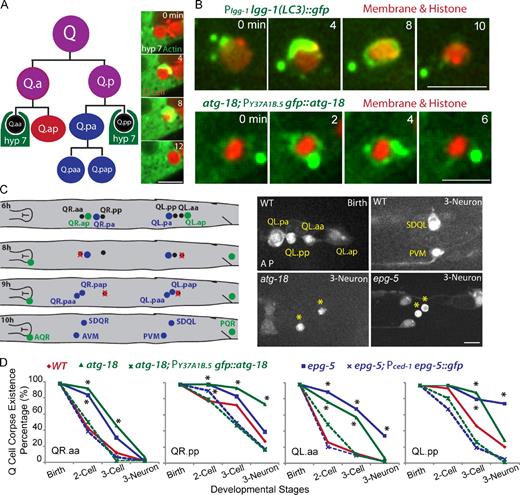 Figure 1. C. elegans Q neuroblast apoptosis and the function of autophagy genes in Q cell corpse degradation. (A) The left cartoon shows the lineage of C. elegans Q neuroblasts and the phagocyte for Q cell corpse degradation. Three rounds of asymmetric cell divisions generate three neurons and two apoptotic cells (Q.aa and Q.pp). The neighboring epithelial cell, hyp7, engulfs and degrades the apoptotic Q cell. The right images show frames from time-lapse videos in which the GFP::actin cytoskeleton in the hyp7 cell forms an actin halo around the Q cell corpse (marked by cytosolic mCherry). More frames are shown in Fig. S1 A. (B) Still Images from videos show that autophagy markers GFP::LGG-1/LC3 (top) and GFP::ATG-18 (bottom) were recruited onto the outer surface of the Q cell corpse (red). Both markers were expressed under either the endogenous promoter for lgg-1 or hyp7 cell promoter for atg-18. The Q cell plasma membrane (mCherry with a myristoylation signal) and histone (his-24::mCherry) are shown in red. (C, left) The cartoon shows the developmental stage of Q cell at 6 h (birth of apoptotic Q cell), 8 h (two cell), 9 h (three cell), and 10 h (three neuron) after hatching. Definition is in the text (see The loss of autophagy genes delays Q cell corpse degradation section). Right images show Q cell corpse degradation in WT (top) or atg-18 (bottom left) or epg-5 mutant (bottom right). Asterisks show the ectopic Q cell corpses in autophagy mutants. Q cell names are adjacent. Genotypes are given in the top left. Developmental stages are given in the top right. Anterior of the cell is to the left. (D) Quantifications of Q cell corpse degradation in WT, atg-18 mutant, epg-5 mutant, or their rescue animals (dotted lines) at different Q cell developmental stages. *, P < 0.01, χ2 test. For each data point, n = 15–22 from a single experiment. Bars: (A and C) 5 µm; (B) 2.5 µm.