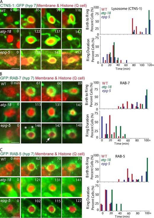 Figure 3. The recruitment and stability of lysosome, RAB-7, and RAB-5 onto Q cell corpse. (A–C) The left images are representative frames from time-lapse videos showing lysosome (labeled by CTNS-1::GFP; A), GFP::RAB-7 (B), and GFP::RAB-5 (C) recruitment and stability on the Q cell corpse in WT (top), atg-18 (middle), and epg-5 (bottom) mutants. The first column with time 0 shows the birth of apoptotic Q cells (mCherry), the second column shows the first frame of GFP signal on the Q cell corpse, and the right column shows the last frames of GFP signal on the Q cell corpse. The right top shows quantifications of the time interval from Q cell birth to the recruitment of lysosome, RAB-7, or RAB-5, and the bottom shows GFP signal duration time. n = 10–18 from a single experiment. Statistical analysis was shown in Fig. S2 (C–E). The asterisks show that the RAB-7 vesicles are associated with the Q cell corpse. The arrow shows the breakage of the RAB-7 ring on the Q cell corpse. Bars, 2.5 µm.