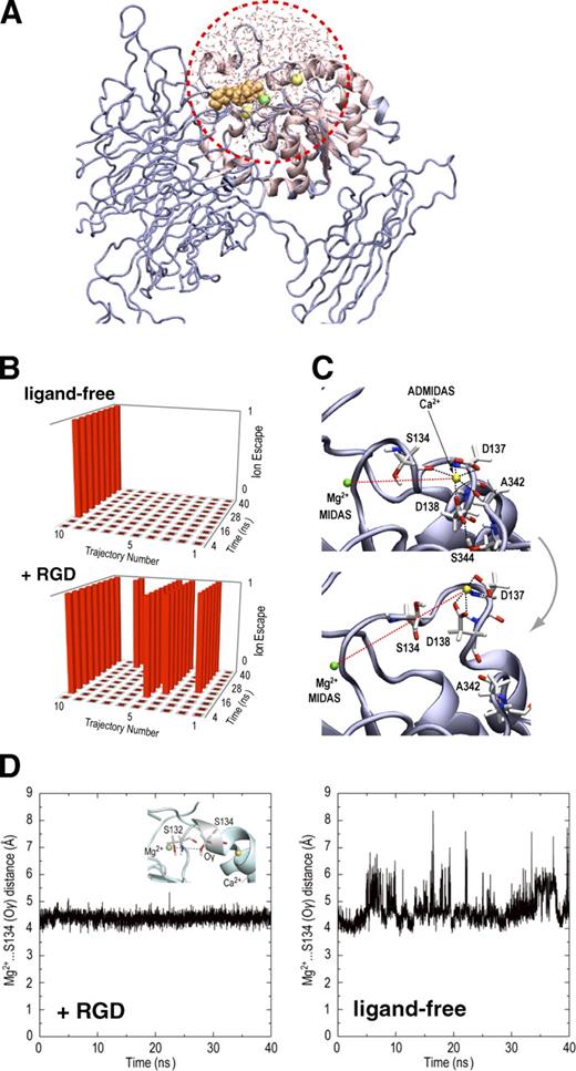 Figure 5. Effect of ligand binding on the conformation of the MIDAS/ADMIDAS region studied by MD simulations. (A) Illustration of the simulating system with GSBP. The region inside the sphere with a radius of 20 Å centered on Ser132 (red dotted circle) was allowed to undergo explicit dynamics, whereas atoms in the rest of the system are taken into account implicitly. (B) Occurrence of the ADMIDAS dissociation in 10 independent 40-nanosecond simulations with and without RGD. The ADMIDAS Ca2+ was considered to have escaped when the three interactions holding ADMIDAS (Ca2+…Ser134, Ca2+…Ala342, and Asp138…Ser344) were all broken and when the distance between MIDAS Mg2+ and ADMIDAS Ca2+ became >11 Å. Each trajectory is divided into 10 bins (4 nanoseconds for each), and the dissociation state for each bin is indicated on the vertical axis (state = 1 means that the event occurrence exceeded 50%). (C) Example of the ADMIDAS escape. Structural snapshots before (0 nanoseconds; top) and after (40 nanoseconds; bottom) the MD simulation in trajectory no. 10 of +RGD simulation reveals loss of two coordination bonds (black dotted lines) and an increase in the distance between MIDAS and ADMIDAS (red dotted lines). See also Video 5. (D) Stabilization of the water-mediated coordination of S134 to Mg2+ by RGD binding. Distances between the Oγ of S134 and the MIDAS Mg2+ (inset) were traced over time. Representative tracings for simulations in the presence (+RGD, trajectory no. 8; see also Video 6) or the absence (ligand-free, trajectory no. 9; see also Video 7) are shown. See Fig. S4 for tracings of all trajectories.
