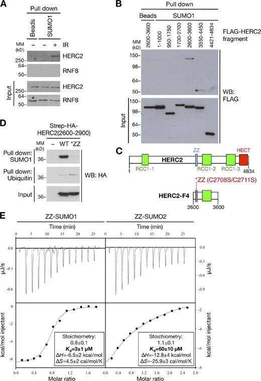 Figure 3. The ZZ Zinc finger motif in HERC2 is a novel SUMO-binding domain. (A) Cell extracts from U2OS cells harvested 1 h after treatment or not with IR were incubated with SUMO1-immobilized agarose or unconjugated agarose beads. Bound complexes were immunoblotted for HERC2 and RNF8. MM, molecular mass. (B) U2OS cells were transfected with plasmids encoding FLAG-tagged HERC2 fragments for 24 h, and SUMO binding was analyzed as in A. WB, Western blot. (C) Schematic depiction of conserved motifs in the SUMO-binding HERC2-F4 fragment. Residues mutated to disrupt the Zinc-coordinating ability of the ZZ finger are indicated. (D) Extracts of HEK293T cells transfected with the indicated Strep-HA-HERC2(2600–2900) constructs or empty vector for 24 h were incubated with SUMO1 or ubiquitin agarose. Bound complexes and inputs were analyzed by anti-HA immunoblotting. (E) ITC showing direct binding between the HERC2 ZZ domain and SUMO1/SUMO2. Purified SUMO1 or SUMO2 was titrated into the ITC sample cell at 10°C containing folded, recombinant HERC2 ZZ domain (see Fig. S3, B and C) until saturation was achieved. Heat effects (top) and cumulative heat effects (bottom) of the SUMO1/2-ZZ domain interaction are shown. Solid lines represent the single binding site model fit to the experimental data. ITC thermodynamic values are indicated.