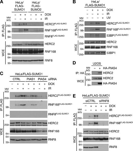Figure 1. PIAS4- and RNF8-dependent SUMOylation of HERC2 and RNF168 in response to DSBs. (A) HeLa/FLAG-SUMO cell lines left untreated or induced to express SUMO1 or SUMO2 by addition of doxycycline (DOX) for 24 h were subjected to IR or not and harvested 1 h later. Cells were lysed under denaturing conditions, and protein SUMOylation was analyzed by immunoblotting of FLAG IPs with the indicated antibodies. MM, molecular mass; WCE, whole-cell extract. (B) HeLa/FLAG-SUMO1 cells exposed to IR or UV were processed as in A. (C) HeLa/FLAG-SUMO1 cells transfected with control (CTRL), PIAS1, or PIAS4 siRNAs 24 h before addition of doxycycline were processed as in A. Knockdown efficiency of PIAS1 and PIAS4 siRNAs is shown in Fig. S1 E. (D) U2OS cells transfected or not with HA-tagged PIAS4 plasmid for 24 h were exposed to IR and harvested 1 h later. Cell extracts were subjected to HA IP followed by immunoblotting. (E) HeLa/FLAG-SUMO1 cells transfected with control or RNF8 siRNAs for 24 h were processed as in A.