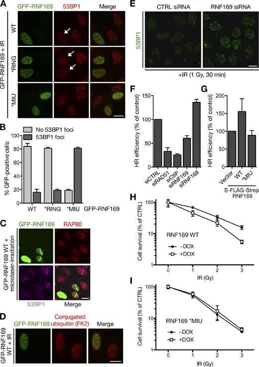Figure 4. RNF169 negatively regulates 53BP1 and RAP80 recruitment to DSBs to affect repair pathway choice. (A) U2OS cells transfected with GFP-RNF169 expression plasmids for 24 h were exposed to IR (4 Gy), fixed 1 h later, and immunostained with the 53BP1 antibody. Arrows depict cells in which 53BP1 focus formation is suppressed. (B) Quantification of data in A. At least 200 cells were counted for each treatment. Results depict the means (±SD) of three independent experiments. (C) U2OS cells transfected as in A were microlaser irradiated, fixed 1 h later, and coimmunostained with 53BP1 and RAP80 antibodies. (D) U2OS cells transfected and exposed to IR as in A were fixed and immunostained with the ubiquitin conjugate (FK2) antibody. (E) U2OS cells transfected with control (CTRL) or RNF169 siRNAs (see also Fig. S2 C) for 72 h were exposed to IR (1 Gy), fixed 30 min later, and processed for 53BP1 immunostaining. Representative images acquired with identical microscope settings are shown. (F) U2OS/DR-GFP cells were transfected with the indicated siRNAs for 48 h and then cotransfected with plasmids encoding I-SceI and RFP for 48 h. Flow cytometry analysis of the GFP/RFP ratio was used to measure HR efficiency. Data represent the means (±SD) of three independent experiments. (G) U2OS/DR-GFP cells were transfected with empty vector or RNF169 plasmids for 24 h and processed as in F. (H) Clonogenic survival of U2OS/S-FLAG-Strep–RNF169 WT cells induced or not induced with doxycycline (DOX) for 24 h and exposed to the indicated doses of IR. Results depict the means (±SD) of three replicates from one representative experiment. (I) As in H, using U2OS/S-FLAG-Strep–RNF169 *MIU cells. Expression of S-FLAG-Strep–RNF169 in cell lines is shown in Fig. S3 D. Bars, 10 µm.