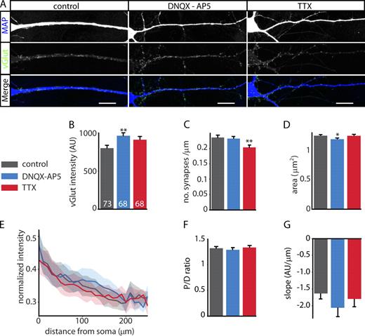 Figure 4. Neuronal activity does not affect distance-dependent scaling of vGlut intensity. (A) Example images of neurons treated for 7 d with DMSO (control), 10 µM DNQX and 50 µM AP5 (DNQX-AP5), or 2 µM TTX. Bars, 20 µm. (B) Mean synaptic vGlut intensity. Numbers refer to the number of observations. (C) Synapse density (number of synapses per micrometer of dendrite). (D) Surface area of vGlut puncta. (E) Distance dependency of vGlut after DNQX-AP5, TTX, or control. Solid lines represent the median normalized intensity, and the shaded area shows the 0.4–0.6 boundaries (see also Fig. S1). (F) P/D ratio of vGlut intensity. (G) Average slopes of linear line fits through data from individual neurons. Error bars represent means ± SEM. Control: n = 73 and 34,724 synapses; DNQX-AP5: n = 68 and 36,723 synapses; TTX: n = 68 and 27,417 synapses; n = 3. *, P < 0.05; **, P < 0.01 compared with control. AU, arbitrary unit.