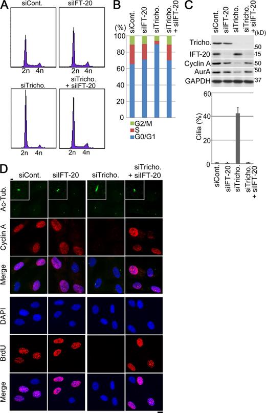 Figure 5. Knockdown of trichoplein causes a cilium-dependent cell cycle arrest in RPE1 cells. (A–D) Proliferating RPE1 cells were transfected with the combination of each siRNA and then subjected to FACS analysis (A and B), immunoblotting (C, top), or immunofluorescence (D). We used IFT-20 Sq. 1 in A–D; we also obtained similar results using another IFT-20 target sequence (IFT-20 Sq. 2; Fig. S2). (C, bottom) The percentage of cells with primary cilia was calculated as described in the legend to Fig. 2 B. Data are means ± SD. (D) Insets indicate higher magnifications. siCont., control siRNA; siTricho., trichoplein siRNA; Ac-Tub., acylated tubulin. Bars: (D, insets) 1 µm; (D, main images) 10 µm.