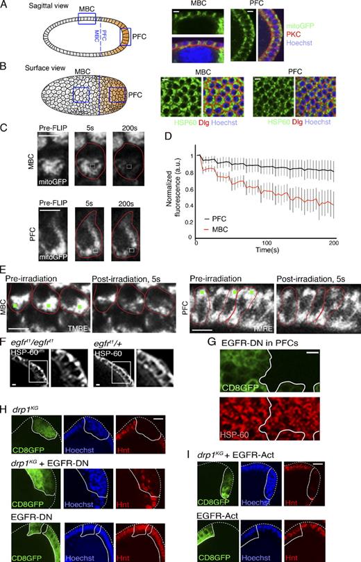 Figure 3. Mitochondrial morphology differences in PFCs and MBCs established by EGFR signaling. (A and B, left) Sagittal view (A) and surface view (B) schematic of postmitotic wild-type egg chambers. Blue lines demarcate the boundary between PFC and MBC regions, and orange indicates patterning. (right) Enlarged areas correspond to the boxes in MBC and PFC regions. Low magnification images are shown in Fig. S2 B. Mitochondria were labeled by mito-GFP (A) or HSP-60 (B), nuclei was labeled with Hoechst, PKC marks apical membranes, and Discs large (Dlg) marks lateral membranes of the follicle cells. (C) Mitochondrial matrix continuity examined by a FLIP assay (see Materials and methods). MBCs or PFCs expressing mito-GFP (pre-FLIP image) were photobleached repeatedly in the white boxes and monitored for 200 s. Cell boundaries are shown in red. (D) Quantification of FLIP experiment. Total loss of fluorescence was quantified from eight MBCs and eight PFCs from four different egg chambers. Error bars signify standard deviation. (E) Microirradiation (green spots) of TMRE-labeled mitochondria in MBCs versus PFCs in the S8 egg chamber reveals faster loss of TMRE signal in MBCs. Cell boundaries are shown in red. (F) Down-regulation of EGFR in egfrt1/egfrt1 S8 egg chambers causes PFC mitochondrial clustering relative to that in egfrt1/+ chambers. Magnified regions from the boxes are shown on the right. (G) EGFR-DN PFC clones (marked by CD8GFP) in S8 chambers have more tightly clustered mitochondria (labeled with HSP-60) than in surrounding nonclonal cells. (H, middle) drp1KG + EGFR-DN PFC clones (CD8GFP label) show patches of Hnt-positive cells. (bottom) EGFR-DN clones alone (CD8GFP label) show Hnt labeling. Hoechst stains DNA. (I, top) drp1KG + EGFR-Act PFC clones (CD8GFP label) do not show patches of Hnt-positive cells. (bottom) EGFR-Act clones alone (CD8GFP label) show Hnt labeling. Hoechst stains DNA. The white lines define the clone boundary, and the dotted lines outline the egg chambers. a.u., arbitrary unit. Bars, 5 µm.