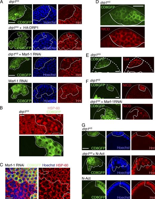 Figure 2. DRP1 down-regulation inhibits Notch-driven differentiation of PFCs in a Marf-1–dependent manner. (A, top) S8 egg chamber with drp1KG PFC clones (CD8GFP label) do not express Hnt, whereas background PFCs (lacking the CD8GFP label) show Hnt labeling. (second row) drp1KG PFC clones (CD8GFP label) in constitutive HA-DRP1 background express Hnt. (third row) drp1KG + Marf-1 RNAi PFC clones (CD8GFP label) show patches of Hnt-positive cells. (bottom) Marf-1 RNAi clones alone (green) show Hnt labeling. Hoechst stains DNA. (B) Comparison of clustered mitochondrial phenotypes seen in drp1KG PFC clones (CD8GFP positive) with fragmented mitochondria (HSP-60) appearing in neighboring nonclonal cells in an S10 egg chamber. (C) Marf-1 RNAi expression (CD8GFP) causes clustered mitochondria (HSP-60) of MBCs in an S8 egg chamber to fragment. Hoechst stains nuclei. See Fig. S1 E for Marf-1 RNAi clones in S10 with the same phenotype. (D) drp1KG PFC clones (CD8GFP positive) show massive retention of NICD in the follicle cell plasma membrane of an S8 egg chamber. (E) drp1KG PFC clones (CD8GFP positive) show increased Cut labeling compared with the wild-type PFCs in the S8 egg chamber. (F) drp1KG + Marf-1 RNAi clones (bottom; CD8GFP positive) show significant loss of membrane NICD in the S8 egg chamber when compared with drp1KG clones (top). (G) PFC clones containing activated Notch (N-Act) and drp1KG in the S8 egg chamber (middle) show patches of Hnt-positive cells within the multilayer mass of follicle cells, suggesting that N-Act expression can partially override the block in differentiation (i.e., lack of Hnt) seen in drp1KG clones (top). (bottom) PFC clones expressing N-Act alone express Hnt and do not overproliferate. The white lines define the clone boundary, and the dotted lines outline the egg chambers. Bars, 10 µm.