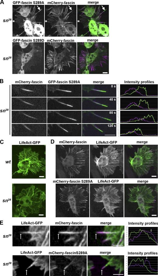 Figure 2. Fascin S289A localizes to the distal end of filopodia and rescues filopodia formation. (A) Wild-type mCherry-fascin (purple) and GFP-fascin S289A/D (green) were coexpressed specifically in macrophages of sn28 mutant embryos. Fascin S289A localized to distal ends of filopodia extending beyond the leading edge (arrows) and to nascent filopodial bundles (asterisks). (B) Line scan analysis of both mCherry-fascin (purple) and GFP-fascin S289A (green) within a dynamic filopodia. (C) LifeAct-GFP was expressed in macrophages in wild-type (wt) and sn28 mutant embryos. (D) LifeAct-GFP and mCherry-fascin or mCherry-fascin S289A were specifically expressed in macrophages in sn28 mutant embryos. (E) High magnification of filopodia in D and line scan analysis show an enrichment of fascin at the distal end of the filopodia (arrows). Note that fascin S289A enrichment was enhanced. Bars, 5 µm. See also Videos 2, 3, 4, and 5.