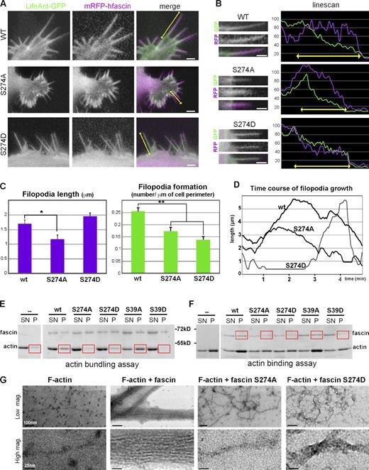 Figure 3. Mutation of the conserved serine residue of hfascin affects filopodia dynamics and impairs its actin-bundling in vitro. (A) Similar mutations were generated in mRFP-tagged human fascin (hfascin; purple) and expressed in MDA-MB-231 cells that were depleted of endogenous fascin. Double-headed arrows highlight filopodia examined by line scan analysis in B. (B) High magnification of filopodia highlighted in A and line scan analysis show different distribution of hfascin transgenes within filopodia compared with actin (LifeAct-GFP). (A and B) Bars, 1 µm. (C) Quantification of mean filopodia length and number during transgene expression. *, P < 0.05; **, P < 0.01. See also Video 6. Error bars show means ± SD. (D) Time course of filopodia growth over 5 min (from the kymograph in Fig. S1 F) reveals that phosphomutations on residue S274 alter filopodial dynamics. (E and F) Actin-bundling (E) and actin-binding (F) cosedimentation assays show that S274A/D mutations decreased actin-bundling/binding properties of fascin in vitro. In the bundling assay, note the reduction of actin in the pellet of fascin S39D and S289A/D (red squares). In the actin-binding assay, note the reduction of these fascin mutants in the pellet (red squares). SN, supernatant; P, pellet. (G) Transmission electron micrographs reveal that S274 mutations prevent the formation of organized bundles. mag., magnification; WT, wild type.