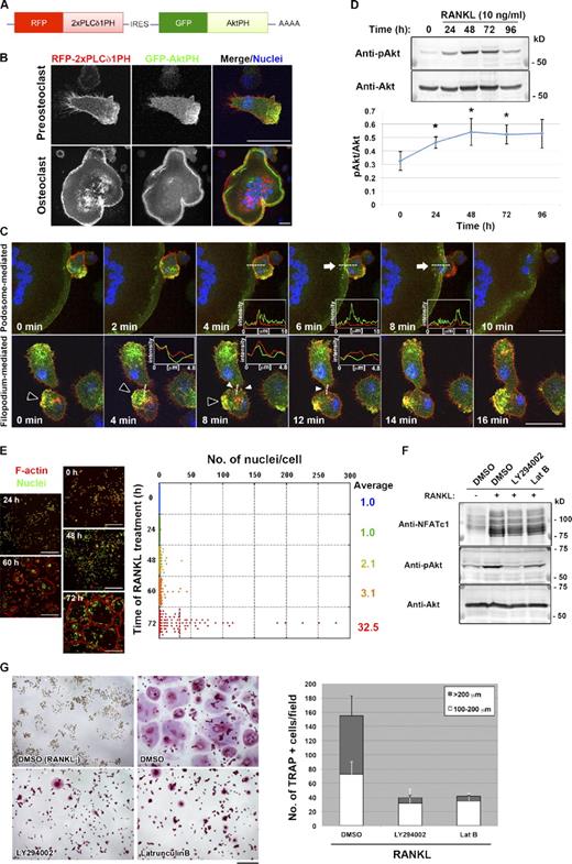 Figure 1. Polarized membrane extensions mediate osteoclast fusion. (A) Schematic representation of the mRNA encoding the reporter constructs used for detection of PIs. IRES, internal ribosome entry site. (B) Live imaging of a mononuclear cell (top) and a multinuclear osteoclast (bottom) in RANKL-stimulated cultures of RAW264.7 cells expressing the reporter constructs in A. Cells were exposed to DAPI at 1 µg/ml (blue) for 1 h before observation to visualize nuclei. AktPH showed a polarized distribution, whereas PLCδ1PH was localized uniformly along the plasma membrane. (C) Live imaging of cells as in B during osteoclastogenesis. Arrows indicate a podosome-related protrusion in a multinucleated osteoclast. Closed and open arrowheads indicate a transient membrane expansion and filopodium-like protrusions, respectively. Pixel intensities on the traversing dashed lines were measured using LAS AF software and shown in the boxed areas (arbitrary units). See also Videos 1, 2, 3, and 4. (D, top) Immunoblot analysis of lysates of RAW264.7 macrophages stimulated with RANKL for the indicated times with antibodies to Ser473-phosphorylated (p) or total forms of Akt. (bottom) The pAkt/Akt signal intensity ratio was determined. Means ± SD from three independent experiments are indicated. *, P < 0.05 versus 0 h (Student’s t test). (E, left) RAW264.7 macrophages stimulated with RANKL for the indicated times were stained with rhodamine-phalloidin (red) to visualize F-actin and with DAPI (green) to visualize nuclei. (right) The distribution of the number of nuclei per cell was determined, with >100 cells counted at each time point. (F) RAW264.7 macrophages were stimulated with RANKL for 72 h, with the addition of 10 µM LY294002 or 0.1 µg/ml Latrunculin B (Lat B) for the last 16 h. DMSO was used as a vehicle control. Cell lysates were then subjected to immunoblot analysis with antibodies to NFATc1 or to Ser473-phosphorylated or total forms of Akt. (G, left) RAW264.7 macrophages treated with RANKL and inhibitors as in F were stained for TRAP activity. (right) The number of TRAP-positive cells with the indicated diameters was also determined. Data are means ± SD from three independent experiments. Bars: (B and C) 25 µm; (E) 250 µm; (G) 200 µm.