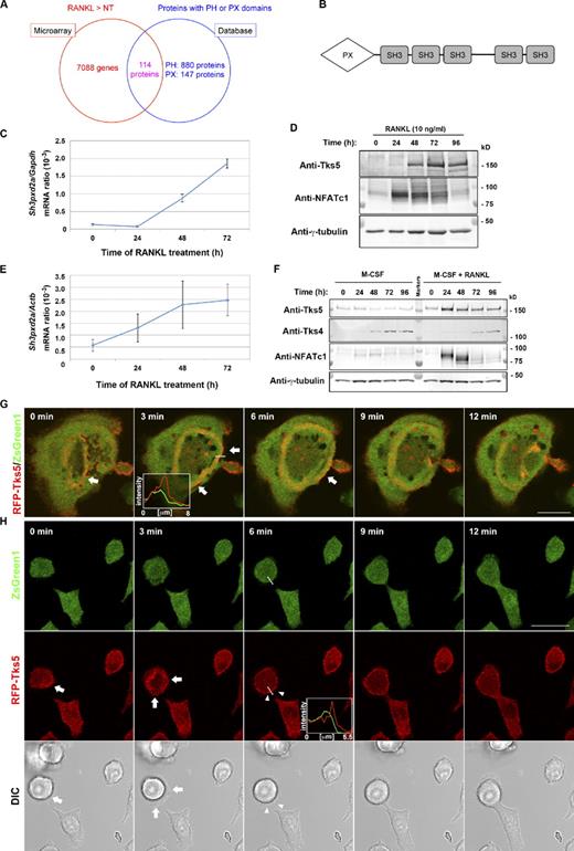 Figure 2. Tks5 as a potential mediator of fusion-competent protrusion formation. (A) Venn diagram summarizing the results of screening for molecules required for osteoclast fusion downstream of PI 3-kinase. Microarray analysis of RAW264.7 cells stimulated with 10 ng/ml RANKL for 72 h or not treated (NT) revealed 7,088 genes whose expression was up-regulated by RANKL, and database analysis yielded 1,027 proteins that contain a PH or PX domain; 114 proteins were present in both datasets. See also Tables S1 and S2. (B) Domain organization of Tks5. SH3, Src homology 3 domain. (C and D) RAW264.7 macrophages cultured in the presence of 10 ng/ml RANKL for the indicated times were subjected either to quantitative RT-PCR analysis of the amount of Sh3pxd2a mRNA (normalized by that of Gapdh mRNA; C) or to immunoblot analysis with antibodies to Tks5, to NFATc1, or to γ-tubulin (loading control; D). Quantitative data are means ± SD from three independent experiments. (E and F) Mouse bone marrow–derived macrophages cultured in the presence of 10 ng/ml M-CSF with or without 10 ng/ml RANKL for the indicated times were subjected either to quantitative RT-PCR analysis of the amount of Sh3pxd2a mRNA (normalized by that of Actb mRNA; E) or to immunoblot analysis with the indicated antibodies (F). Quantitative data are means ± SD from three independent experiments. (G and H) Live imaging of RAW264.7 macrophages expressing RFP-tagged mouse Tks5. Images were obtained after stimulation with 10 ng/ml RANKL for 48 h. ZsGreen1 was separately expressed as an internal control, and differential interference contrast (DIC) images were also obtained. Arrows indicate the outer edge of an expanding podosome (G) or transient expansion of a podosome-related protrusion (H). Arrowheads in H represent a fusing plasma membrane manifesting RFP-Tks5 accumulation at the plasma membrane. Pixel intensities on the traversing dashed lines were measured using LAS AF or FluoView software and shown in boxed areas (arbitrary units). Bars, 25 µm. See also Videos 5 and 6.