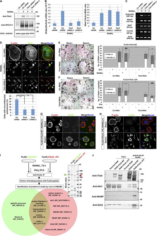 Figure 3. Tks5 plays an essential role in osteoclast fusion by generating circumferential podosomes. (A–D) RAW264.7 macrophages were transfected on a consecutive 2 d with control (Ctr) or one of two Tks5 siRNAs and were then stimulated with 10 ng/ml RANKL for 72 h. The cells were then subjected to immunoblot analysis (A), to quantitative RT-PCR analysis (B), or to semiquantitative RT-PCR analysis (C) as indicated. Data in B are means ± SD from three independent experiments. (D) The cells were also stained with rhodamine-phalloidin to visualize F-actin, with antibodies to Tks5, and with DAPI to visualize nuclei. Arrows indicate cells still expressing Tks5 that generate circumferential podosomes. (bottom) The percentage of cells with circumferential podosomes among >100 cells scored was also determined. Data are means ± SD from three independent experiments. **, P < 0.005 (Student’s t test). Bars, 50 µm. See also Fig. S1 A and Video 7. (E and F) RAW264.7 macrophages that express FLAG-tagged hTks5-WT or hTks5-ΔPX under the control of a Dox-responsive promoter were transfected with control or Tks5 siRNAs as described for A–D. They were then cultured in the absence or presence of 10 ng/ml RANKL or 1 µg/ml Dox for 72 h. TRAP-positive multinucleated osteoclasts of the indicated diameters were then identified and counted. Bars, 200 µm. Quantitative data are means ± SD from three independent experiments. *, P < 0.05 (Student’s t test). See also Fig. S1 (B–D). (G and H) RAW264.7 macrophages harboring Dox-sensitive FLAG–hTks5-WT (G) or FLAG–hTks5-ΔPX (H) constructs were cultured in the presence of RANKL with or without Dox for 72 h and were then stained with rhodamine-phalloidin (red), antibodies to FLAG, and DAPI (blue). Bars, 25 µm. (I) Binding proteins of hTks5-WT or hTks5-ΔPX were identified as described in the Materials and methods. A portion of the binding proteins was subjected to SDS-PAGE and silver staining. Green and red arrowheads indicate hTks5-WT and hTks5-ΔPX, respectively. Among the binding proteins identified, cytoskeletal proteins that associated with hTks5-WT or with hTks5-ΔPX are listed in the green and red circles, respectively. Accession numbers were obtained from the NCBI Protein database. (J) The binding proteins eluted as in I as well as the original cell lysates (Input) were also subjected to immunoblot analysis with the indicated antibodies. See also Fig. S1 E and Fig. S2 A. IP, immunoprecipitation; LC-MS/MS, liquid chromatography with tandem mass spectrometry; RAW, RAW264.7.