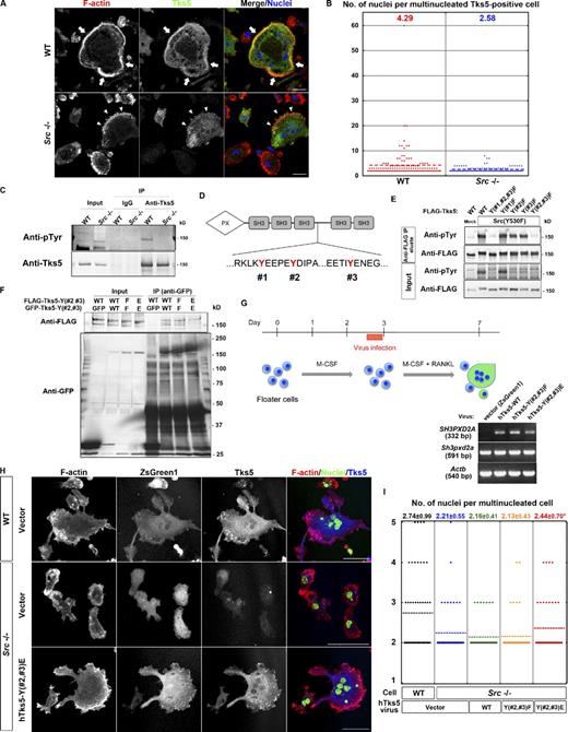 Figure 4. Phosphorylation by Src is required for Tks5 to induce circumferential podosomes and osteoclast fusion. (A) Representative images of multinucleated osteoclasts differentiated from spleen macrophages of WT or Src−/− mice. The cells were stained with rhodamine-phalloidin to visualize F-actin, with antibodies to Tks5, and with DAPI to visualize nuclei. Mononuclear cells tended to express little Tks5, whereas Tks5 was abundant in multinuclear cells. Arrows indicate a sealing belt, and arrowheads indicate actin puncta formed at the cell periphery. Bars, 25 µm. (B) Quantification of the number of nuclei per cell in multinucleated Tks5-positive osteoclasts differentiated from spleen macrophages of WT or Src−/− mice. More than 100 cells were counted, and the mean values are indicated. (C) Lysates of osteoclasts differentiated from spleen macrophages of WT or Src−/− mice were subjected to immunoprecipitation with antibodies to Tks5 or control IgG. The resulting precipitates, as well as the original cell lysates (Input), were then subjected to immunoblot analysis with antibodies to phosphotyrosine (pTyr) or to Tks5. (D) The amino acid sequences of hTks5 containing putative Src phosphorylation sites (#1, #2, and #3). (E) NIH 3T3 cells were cotransfected with a vector for FLAG-tagged hTks5-WT or mutants thereof with the indicated tyrosine residues replaced with phenylalanine together with a vector for an active form of Src, Src(Y530F), or the corresponding empty vector (Mock). Cell lysates were subjected to immunoprecipitation with agarose-conjugated antibodies to FLAG, and the precipitated proteins were eluted with the FLAG peptide. The eluted proteins, as well as the original cell lysates (Input), were subjected to immunoblot analysis with the indicated antibodies. (F) NIH 3T3 cells coexpressing GFP-tagged and FLAG-tagged forms of hTks5-WT or the indicated phenylalanine or glutamate substitution mutants were subjected to immunoprecipitation with antibodies to GFP. The resulting precipitates, as well as the original cell lysates (Input), were then subjected to immunoblot analysis with the indicated antibodies. See also Fig. S2 A. (G, top) Protocol for virus infection during osteoclastogenesis from primary spleen macrophages. (bottom) The infected osteoclasts were subjected to semiquantitative RT-PCR analysis to confirm the expression of hTks5 constructs. (H) Representative images of virus-infected (ZsGreen1 positive) osteoclasts differentiated from either WT or Src−/− spleen macrophages. The cells were stained with rhodamine-phalloidin (red), antibodies to Tks5, and DAPI (green). Bars, 50 µm. (I) Quantification of the number of nuclei per cell in multinucleated osteoclasts with ZsGreen1 expression. Means ± SD from three independent experiments are indicated. *, P < 0.05 versus Src−/− cells with the vector (Student’s t test). See also Fig. S2 B and Videos 8 and 9. IP, immunoprecipitation.