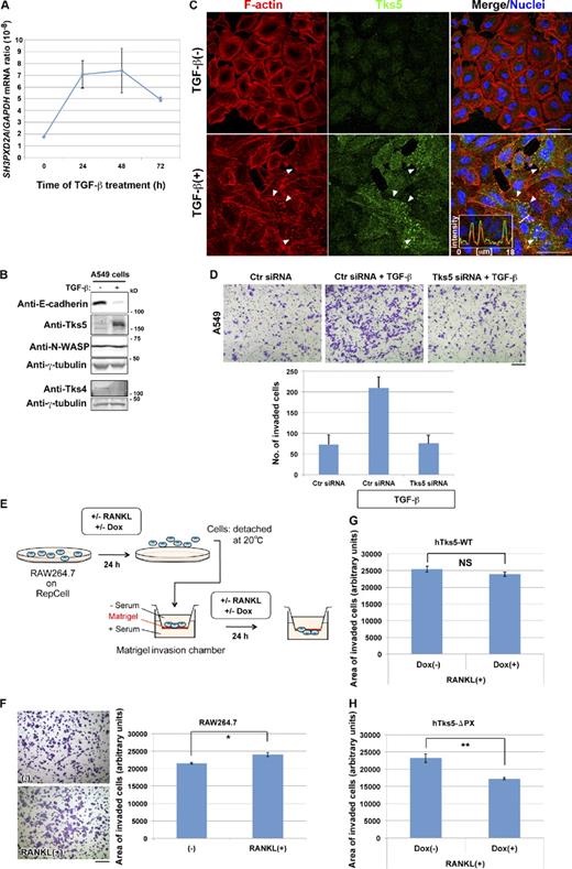 Figure 5. Induction of Tks5 is required for the promotion of invasive activity. (A and B) A549 pulmonary carcinoma cells cultured in the presence of 5 ng/ml TGF-β for the indicated times (A) or 72 h (B) were subjected to quantitative RT-PCR analysis of SH3PXD2A mRNA (A) or to immunoblot analysis with the indicated antibodies (B). Quantitative data are means ± SD from three independent experiments. (C) Representative images of A549 cells cultured in the absence or presence of TGF-β for 48 h. The cells were stained with rhodamine-phalloidin to visualize F-actin, with antibodies to Tks5, and with DAPI to visualize nuclei. Arrowheads indicate invadopodia-like structures showing Tks5 accumulation. Pixel intensities on the traversing dashed line were measured using LAS AF software and shown in a boxed area (arbitrary units). Bars, 50 µm. See also Video 10 for live imaging. (D) A549 cells transfected with control (Ctr) or Tks5 siRNAs were replated in Matrigel chambers and assayed for invasive activity in the absence or presence of TGF-β. Cells that had invaded through the Matrigel at 18 h after plating were stained with crystal violet (top), and those in three different sampling areas were counted. Bar, 200 µm. Quantitative data are means ± SD from three independent experiments. See also Fig. S3 A for immunoblot. (E) Experimental protocol for Matrigel invasion assays with RAW264.7 macrophages. (F–H) Control RAW264.7 macrophages (F) or those harboring Dox-sensitive constructs for hTks5-WT (G) or hTks5-ΔPX (H) were subjected to invasion assays as in E. Cells that invaded through the Matrigel were stained with crystal violet (F), and the area occupied by the invaded cells in three different sampling regions in a single chamber was quantified. Bar, 200 µm. The minus sign indicates no stimulus added to the culture. Data are means ± SEM for six independent experiments. *, P < 0.02; **, P < 0.002 (Student’s t test).
