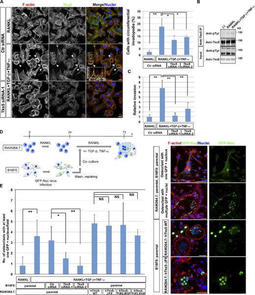 Figure 6. Circumferential podosomes/invadopodia mediate invasive and fusion activities. (A) B16F0 murine melanoma cells transfected with control (Ctr) or Tks5 siRNAs were cultured in the presence of 10 ng/ml RANKL alone or together with 5 ng/ml TGF-β and 5 ng/ml TNF-α for 48 h. (left) The cells were then stained with rhodamine-phalloidin to visualize F-actin, with antibodies to Tks5, and with DAPI to visualize nuclei. Arrowheads indicate circumferential invadopodia. Pixel intensities on the traversing dashed line were measured using LAS AF software and shown in a boxed area (arbitrary units). Bars, 25 µm. (right) The percentage of cells with circumferential invadopodia among >100 cells scored was also determined. Data are means ± SD from three independent experiments. *, P < 0.05; **, P < 0.001 (Student’s t test). See also Fig. S3 B for immunoblot. (B) B16F0 cells cultured in the presence of 10 ng/ml RANKL alone or together with 5 ng/ml TGF-β and 5 ng/ml TNF-α for 48 h were subjected to immunoprecipitation with antibodies to Tks5, and the resulting precipitates as well as the original cell lysates (Input) were subjected to immunoblot analysis with the indicated antibodies. The minus sign indicates no stimulus added to the culture. (C) B16F0 cells transfected with control (Ctr) or Tks5 siRNAs were cultured in the presence of 10 ng/ml RANKL alone or together with 5 ng/ml TGF-β and 5 ng/ml TNF-α for 48 h. The cells were then replated in Matrigel chambers and assayed for invasive activity in the same conditions. Cells that had invaded through the Matrigel at 24 h after plating were stained with crystal violet, and those in three different sampling areas were counted. Data are means ± SD from three independent experiments. **, P < 0.001 (Student’s t test). (D, left) Experimental protocol for co-culture of B16F0 melanoma cells and osteoclasts derived either from parental RAW264.7 macrophages or from those expressing hTks5-WT, hTks5-ΔPX, hTks5-Y(#2,#3)F, or hTks5-Y(#2,#3)E. See also the Materials and methods section for details. (right) The cultures were then stained with rhodamine-phalloidin (red), antibodies to GFP, and DAPI (blue). Bars, 50 µm. (E) Quantification of the number of osteoclasts harboring at least one GFP-positive nucleus after co-culture with B16F0 cells on an 11 × 22–mm coverslip as in D. Data are means ± SD from more than three independent experiments. *, P < 0.05; **, P < 0.01 (Student’s t test). IP, immunoprecipitation.