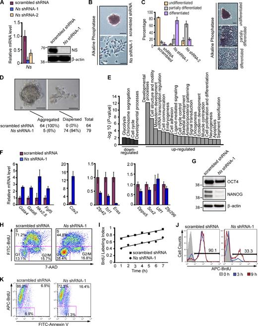 Figure 2. Nucleostemin is essential for maintaining the self-renewal of ESCs. (A) Depletion of NS in ESCs. For A–K, the E14 line of mouse ESCs was transfected with vectors expressing the puromycin resistance gene and either an shRNA targeting Ns or scrambled shRNA. Puromycin selection was initiated 24 h after transfection and continued for 3 d before cells were harvested for subsequent analysis. Untransfected cells were eliminated by 2 d of drug selection. Left, QPCR analysis of Ns mRNA level. Right, Western analysis of NS protein with β-actin as a loading control. The RNA data in A and F were normalized to the expression of Gapdh and are represented as mean ± SEM with n = 3. The data are displayed relative to results with scrambled shRNA transfected controls. The positions of molecular mass standards (in kilodaltons) are shown in A and G. (B) Representative images showing differentiation of ESCs upon NS KD. 4 d after the indicated transfections, NS KD cells became flattened and lost the stereotypical colony morphology and AP staining. Under the same culture conditions, a normal undifferentiated phenotype with distinct colonies strongly expressing AP was maintained in controls with scrambled shRNA. (C) Quantification of undifferentiated, partially differentiated, and fully differentiated ESC colonies 5 d after the indicated transfections. The data in the left panel represent the results of two independent experiments with error bars indicating standard deviations. Approximately 100 colonies were counted for each transfection. The right panel illustrates representative morphology of the three types of colonies used to score the extent of differentiation, as described in Materials and methods. The KD of NS by shRNA-2 was less efficient than that by shRNA-1 (see Fig. S2, C and D for more information). (D) Failure of NS KD cells to form embryoid bodies. 3 d after transfection with shRNAs, ESCs were placed in hanging drops and examined 24–72 h later. The percentage values represent the fraction of hanging drops that formed EBs or remained dispersed after 24 h of culture. (E) Categories of genes whose expression changed in response to KD of NS by Ns shRNA-1 in ESCs. Data were obtained from whole-genome expression analysis of four biological replicates of NS KD cells and scrambled shRNA transfected controls. See Materials and methods and Table 1 for details. (F) QPCR analysis of RNAs specific for endoderm (Gata4 and Gata6), mesoderm (Nkx2.5), ectoderm (Fgf5), TE (Cdx2), and ESCs (Zfp42, Tcl1, Eras, Dppa5, Sox2, Utf1, and Zfp296) in NS KD cells and controls. Analysis by QPCR was performed 4 d after the indicated transfections. (G) Western analysis of ESC markers OCT4 and NANOG 4 d after NS KD in ESCs, with β-actin as a loading control. (H) Cell cycle profiles of asynchronously growing ESCs 4 d after transfection with shRNAs. Cells were pulsed with BrdU for 20 min, then fixed and stained with anti-BrdU antibodies and 7-AAD followed by FACS analysis. The percentages of cells in the various phases of the cell cycle are shown. (I) Cumulative BrdU labeling curves. 4 d after the indicated transfections, cells were fed with fresh media containing BrdU every 2 h, and the BrdU labeling index was determined by FACS at the indicated time points. The time necessary to reach the maximum labeling index corresponds to the total cell cycle length minus the length of the S phase (TG2+M+G1; Nowakowski et al., 1989) and was extrapolated by linear regression analysis. One of three independent experiments with comparable results is shown. (J) Cell cycle reentry analysis. Cells with the indicated transfections were synchronized at the G2/M transition at 4 d after transfection with shRNAs, then released to enter S phase, as described in Materials and methods. At subsequent time points, cells were pulsed with BrdU for 20 min and subjected to FACS analysis to measure entry into S phase. Analyses were performed at the time of release from the cell cycle block and 3 h and 9 h afterward. Frequencies indicate percentages of BrdU-positive cells at 9 h after release. (K) DNA replication and apoptosis. 4 d after transfection of ESCs with shRNAs, cells were incubated with BrdU for 22 h, then fixed and stained with anti-BrdU antibodies and Annexin V for subsequent FACS analysis. In total, 93.1% (86.2% + 6.9%) of control transfectants and 88.7% (72.3% + 16.4%) of NS KD cells were positive for BrdU incorporation. Cells that have cycled through the S phase and have become apoptotic during the BrdU labeling period are positive for both BrdU incorporation and Annexin V (6.9% of controls vs. 16.4% of NS KD cells). Bars, 50 µm.