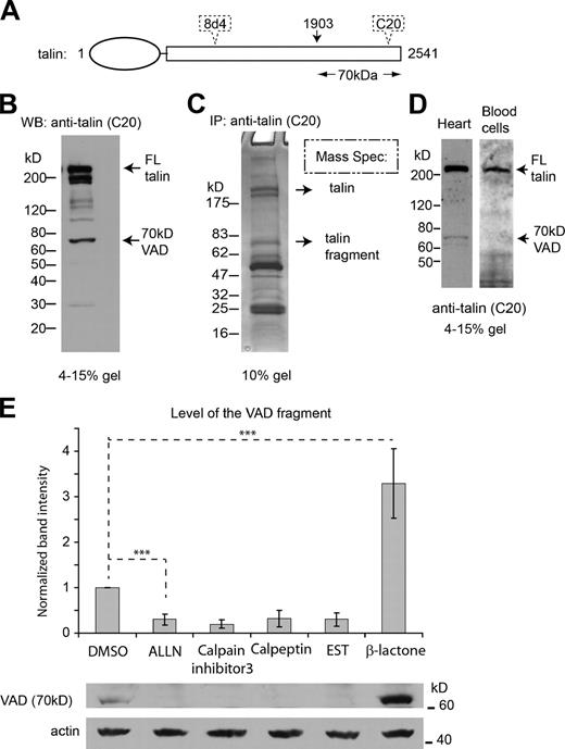 Figure 1. A novel 70-kD C-terminal talin fragment is generated in vivo. (A) A map of mouse talin 1, showing the putative cleavage site before Ala 1903, expected to generate a 70-kD fragment. The approximate epitope positions of the two antibodies against the talin protein used in this study, C20 and 8d4, are indicated by dotted outlines. See Fig. S1 A for a more detailed depiction. (B) A representative immunoblot probed with anti-talin C-20 that recognizes the C terminus of talin, showing the cleavage pattern of talin in confluent cultured MEFs. The positions of the full-length (FL) talin and the 70-kD VAD fragment are indicated. See also Fig. S1 B for other blots showing the variation between preparations. (C) A representative SDS-PAGE showing the product from immuno-pulldown with anti-talin C20. The top band and the 70-kD band shown by arrows were analyzed by mass spectrometry to confirm the dominant presence of talin in these two bands. Peptides from mouse talin isoforms 1 and 2 were identified in both bands. (D) Representative immunoblots of the homogenates of mouse heart muscle and circulating blood cells, probed with anti-talin C-20. The 70-kD band is present in the heart but not in the blood. (E) Top: quantification of the level of the 70-kD VAD fragment in cells treated with calpain inhibitors ALLN (50 µM), calpain inhibitor 3 (50 µM), calpeptin (50 µM), and EST (50 µM), and with the proteasome inhibitor β-lactone (3.3 µM) that has no reported crossreactivity with calpain; DMSO was used as a control treatment. Numbers represent the level of the 70-kD band detected by Western blots as shown in the representative image in the bottom panel, quantified against the actin loading control and normalized to that in the DMSO-treated cells. Error bars represent SEM (n = 3). ***, P < 0.01.