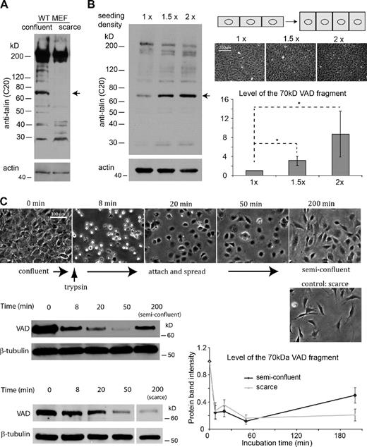 Figure 2. The level of the 70-kD VAD fragment is dependent on cell–cell contact area. (A) The 70-kD band is prominent in confluent cell cultures, but is undetectable in scarce cultures where cells are largely isolated from each other. Actin was used as loading control. (B) The levels of the VAD fragment in confluent cultures plated at different densities. Left, a representative immunoblot probed with anti-talin C-20 is shown for samples prepared from overnight confluent cultures seeded at different densities (1x: 3 million cells; 1.5x: 4.5 million cells; 2x: 6 million cells in 10-cm tissue culture dishes). Right, top: a diagram depicting the increase of the cell–cell contact area with increasing cell density; middle, representative phase-contrast images showing overnight cultures plated at different seeding densities (imaged by 10x lens); bottom, quantification of the level of the VAD fragment in overnight cell cultures with different densities. Numbers represent the intensities of the 70-kD fragment detected on Western blots at different seeding densities, normalized to that of 1x seeding density. Error bars represent SEM (n = 5). *, P < 0.1. See also Fig. S2 for the level of the VAD fragment in cell cultures with different densities cultured for a shorter duration (5 h). (C) Change of the level of the VAD fragment in cells after their adhesions have been disrupted by trypsin. Top: representative images showing the morphologies of MEF before and after a brief treatment with trypsin (which is then neutralized by 10% FBS medium) imaged by 20x lens. At 200 min after the treatment, cells either partially reestablished cell–cell adhesions (semi-confluent) or remained in scarce culture due to an intentional dilution after the trypsin treatment (control: scarce). Middle left and bottom left: representative immunoblots showing the changes of the levels of the VAD fragment during these treatments. The VAD fragment promptly decreased after the cell adhesions were disrupted, and only recovered when the cells were allowed to reestablish cell–cell adhesions, but not when cells were kept in scarce culture at the time point of 200 min. β-Tubulin and actin were used as loading controls. Bottom right: quantifications of the level of the VAD fragment before and after trypsinization. Numbers represent the intensity of the 70-kD fragment detected on Western blots, adjusted to the loading controls and normalized to the values of the samples at 0 min in each group. Error bars represent SEM (n = 4 for cells allowed to enter semi-confluent state at 200 min, n = 3 for cells kept in scarce state at 200 min).