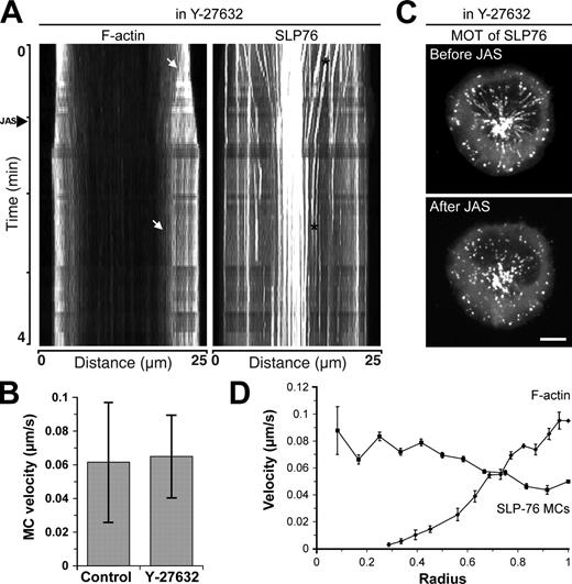 Figure 5. F-actin governs MC dynamics but has different velocity distribution across the IS. (A) Kymographs were generated along the diameter of cells expressing GFP-actin and GFP–SLP-76 and sharpened in Photoshop as in Fig. S1 B. The arrowhead along the time axis indicates the addition of 1 µM JAS. Arrows in the kymograph of F-actin dynamics point to a feature that became immobilized upon addition of JAS. Asterisks in the kymograph of SLP-76 dynamics indicate an MC that was immobilized by addition of JAS. (B) Jurkat T cells expressing GFP–SLP-76 were pretreated with either vehicle control or Y-27632 and allowed to spread on OKT3-coated coverglasses. Velocities of SLP-76 MCs were analyzed by kymography (mean ± SD, n = 40–150 MCs from 10–19 cells). (C) Maximum-over-time (MOT) images of GFP–SLP-76 Jurkat T cells were compiled from the images acquired before or after the addition of JAS. Images are representative of three independent experiments. Bar, 10 µm. (D) Comparative analysis of SLP-76 MC centripetal velocity from a single cell overlaid with F-actin dynamics from Fig. 1 E. Mean ± SEM is shown.
