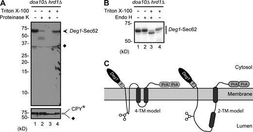 Figure 3. Membrane topology of Deg1-Sec62. (A) Intact microsomal membranes prepared from doa10Δ hrd1Δ cells expressing Deg1-Sec62 and ER luminal control protein CPY* were treated with 5 µg/ml Proteinase K (or mock-treated) in the presence or absence of 1% Triton X-100. Samples were separated by SDS-PAGE and detected by immunoblotting with antibodies against Deg1 (top) or CPY (bottom). Diamonds denote nonspecific bands. Partially protease-resistant, anti–Deg1-reactive species are seen between 37 and 50 kD when detergent is excluded (lane 2). Species of similar size and intensity are observed when Deg1-Vma12 is subjected to the same treatment (Fig. S3, lane 8). Thus, the Deg1 moiety of Deg1-Sec62 exhibits protease accessibility similar to that of Deg1-Vma12. (B) The same as in A, but microsomal preparations were incubated with Endo H instead of Proteinase K. Deg1-Sec62 was detected by immunoblotting with peroxidase anti-peroxidase antibody, which recognizes the Protein A epitope. (C) Models for topological rearrangement of Deg1-Sec62 with respect to the ER membrane. In each case, both N-terminal Deg1 and C-terminal Sec62 tail remain on the cytoplasmic face of the ER membrane. In the 4-TM model, the normally cytoplasmic sequence of Deg1-Sec62 downstream of Deg1 loops into the ER lumen, flanked by two novel membrane-spanning segments. In the 2-TM model, the first membrane-spanning segment of Deg1-Sec62 is significantly upstream of the first normally used Sec62 TM. The approximate position of the N-glycosylated N153 residue is indicated with a cartoon representation of the N-glycan.