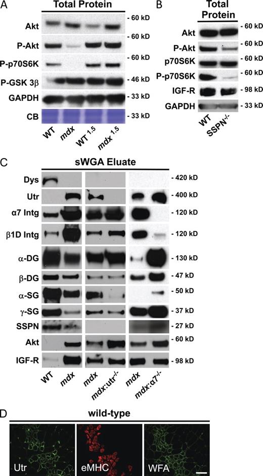 Figure 7. SSPN is required for activation of Akt signaling. (A) Quadriceps protein lysates were prepared in modified RIPA buffer, and 50-µg samples were analyzed by immunoblotting as shown. GAPDH and Coomassie blue (CB) staining are provided as controls for equal loading. (B) Total skeletal muscle from wild-type (WT) and SSPN-null (SSPN−/−) mice were solubilized in modified RIPA buffer, and 60 µg of each sample was analyzed by immunoblotting with indicated antibodies. GAPDH is provided as a control for equal loading. (C) Skeletal muscle protein lysates from WT, mdx, utrophin-deficient mdx muscle (mdx:utr−/−), and α7 integrin–deficient mdx muscle (mdx: α7−/−) were enriched by sWGA lectin affinity chromatography (sWGA eluate). Immunoblots of 10-µg bound proteins eluted with GlcNAc are shown. Void (unbound) fractions are shown in Fig. S5 B. (D) WT quadriceps were injected with CTX to induce skeletal muscle degeneration/regeneration to evaluate the expression of utrophin and WFA binding without the complications of mdx pathology. Injected muscle cryosections were costained with utrophin (green fluorescence) and embryonic myosin heavy chain (eMHC; red fluorescence) as a marker for newly regenerated fibers 4 d after CTX injection. Serial sections were stained with WFA lectin (green fluorescence). Staining was visualized by indirect immunofluorescence. Actively regenerating myofibers displayed robust utrophin expression and WFA binding around the same nonjunctional areas of the sarcolemma. Mice were 6.5 wk of age at the time of analysis. Bar, 50 μm. Utr, utrophin; Dys, dystrophin; P, phospho; Intg, integrin.