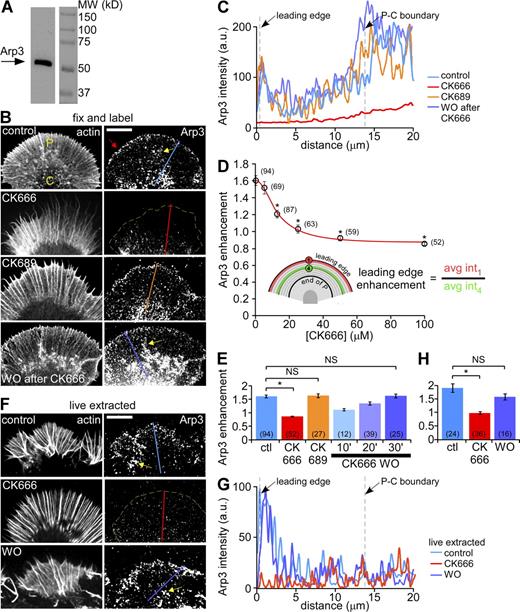 Figure 1. Arp2/3 complex inhibition disrupts its localization in growth cones. (A) Western blot analysis of Aplysia CNS proteins with anti-Arp3 antibody. (B) Fluorescent labeling of Aplysia bag cell neuron growth cones with Arp3 antibody and Alexa 594 phalloidin after normal fixation. Growth cones were treated with vehicle (DMSO, top panel), CK666 (100 µM, second panel), the inactive analogue CK689 (100 µM, third panel) for 20 min, or treated with CK666 (100 µM) for 20 min followed by 30 min recovery in control medium (bottom panel). Red arrow: Arp2/3 complex enrichment. (C) Arp3 distribution profile sampled from the designated lines in B. (D) CK666 dose-dependent reduction of Arp2/3 complex enrichment at the leading edge. Red line: best fit curve using the 4-parameter nonlinear regression model (see Materials and methods), R2 = 0.9929. *, P < 0.01 with two-tailed unpaired t test versus the first data point (control). (E) Quantification of Arp2/3 complex enrichment at the leading edge for each condition in B. For images of 10- and 20-min CK666 washout, see Fig. S2 C. *, P < 0.01 with two-tailed unpaired t test. NS, not significant. (F) Fluorescent labeling of growth cones with Arp3 antibody and TRITC-phalloidin after live cell extraction. Growth cones were treated with vehicle (DMSO, top), CK666 (100 µM, middle) for 20 min, or treated with CK666 (100 µM, 20 min) followed by recovery in control medium for 30 min (bottom). (G) Arp3 distribution profiles sampled from the designated lines in F. (H) Quantification of Arp2/3 complex enrichment at the leading edge for each condition in F. *, P < 0.01 with two-tailed unpaired t test. NS, not significant. Yellow dotted lines demarcate the leading edge. Yellow arrows, intrapodia. Numbers in parentheses indicate growth cones measured. Bars, 10 µm.