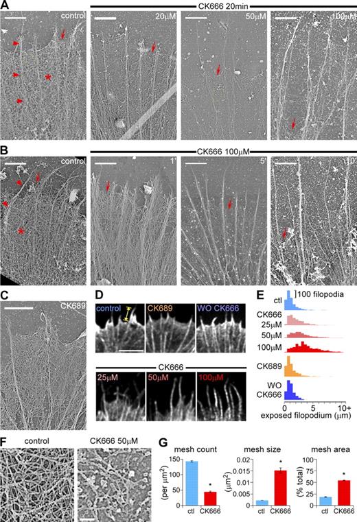 Figure 2. Arp2/3 complex inhibition disrupts actin veil structure and leads to veil retraction in a dose- and time-dependent manner. (A) Periphery of growth cones treated with vehicle (DMSO, left) or different concentrations of CK666 for 20 min. (B) Periphery of growth cones treated with vehicle (DMSO, 20 min, left) or CK666 (100 µM) for 1, 5, or 10 min. Arrowheads, filopodial; asterisk, actin veil; arrows, edge of the veil. Yellow dashed squares are shown in F in higher magnification. (C) Periphery of a growth cone treated with CK689 (100 µM) for 20 min. For ultrastructures of the whole growth cones, see Fig. S2, E–G. (D) Leading edge of growth cones labeled with Alexa 594 phalloidin after normal fixation. Growth cones were treated with vehicle (DMSO, 20 min, top left), CK666 at different concentrations (25, 50, or 100 µM, 20 min, bottom), CK689 (100 µM, 20 min, top middle), or CK666 (100 µM, 20 min) followed by washout for 30 min (top right). See Fig. S3 A for whole growth cones. (E) Distribution of exposed filopodium lengths (yellow caliper in D) in histograms. See Fig. S3, B and C, for statistical analysis. (F) High magnification of areas marked by the yellow boxes in A showing representative veil network ultrastructure in control (left) and CK666-treated (50 µM, 20 min, right) growth cones. (G) Quantification of actin veil network parameters from 1 × 1 µm2 regions in distal P-domain similar to those in F. n, 97 regions from 8 GCs for control; 61 regions from 6 GCs for CK666. *, P < 0.01 with two-tailed unpaired t test. Bars: (A–C) 2 µm; (D) 5 µm; (F) 200 nm.