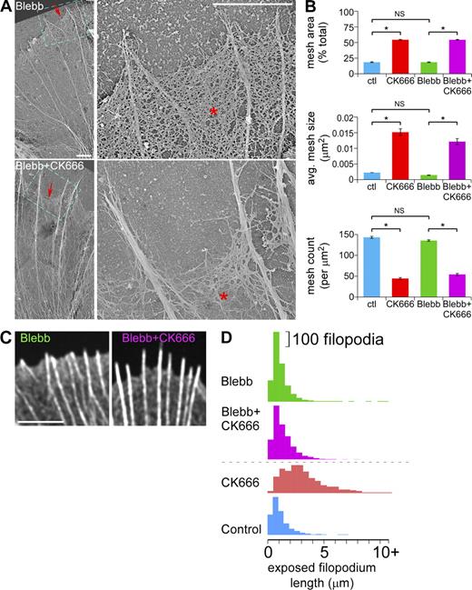 Figure 8. Myosin II inhibition attenuates veil retraction but does not affect reductions in actin veil network densities evoked by Arp2/3 complex inhibition. (A) Electron micrographs of growth cones treated with blebbistatin (60 µM, 20 min, top) or pretreated with blebbistatin (60 µM, 10 min) followed by blebbistatin and CK666 (50 µM, 20 min, bottom). Blue boxed areas on the left panels are presented in high magnification on the right. Asterisk, actin veil; arrows, edge of veils. (B) Quantification of actin veil network properties from 1 × 1 µm2 regions in distal P-domain of growth cones treated as in A. Data for control and CK666-treated growth cones from Fig. 2 G are shown for comparison. n, 45 regions from 3 GCs for blebbistatin; 42 regions from 3 GCs for blebbistatin with CK666. *, P < 0.01 with two-tailed unpaired t test versus control; NS, not significant. (C) Representative images of the leading edge of growth cones treated as in A. See Fig. S5 A for the entire growth cones. (D) Histograms of exposed filopodium lengths. CK666 and control from Fig. 2 E for comparison. See Fig. S5, B and C, for statistical analysis. Bars: (A, both panels) 2 µm; (C) 5 µm.