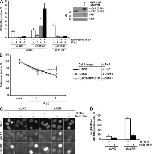 Figure 3. CtIP is critical for IR-induced checkpoint maintenance. (A) U2OS cells or U2OS cells stably expressing siRNA-resistant GFP-CtIP were transfected with the indicated siRNA for 2 d, and samples were fixed at the indicated time points after IR. Nocodazole (Noco) was added 2 h after IR. The bar chart shows the percentage of Histone H3-Ser10p–positive cells measured by flow cytometry. Data are the means of three independent experiments. Error bars represent SDs. The inset blot shows expression levels of GFP-CtIP and endogenous (endo) CtIP in the used cells lines. siUNC, Universal Negative Control siRNA. (B) RDS assay was performed using U2OS cells or U2OS cells stably expressing siRNA-resistant GFP-CtIP. Cells were siRNA transfected for 2 d with the indicated siRNAs and subjected to RDS assay. Data are the means of three independent experiments. Error bars represent SDs. (C) U2OS cells were seeded on coverslips and transfected for 2 d with the indicated siRNAs. The samples were treated with IR and nocodazole, as indicated, followed by fixation. Cells were stained for Histone H3-S10p and γH2AX, and images were acquired using epifluorescence microscopy. Bar, 10 µm. (D) U2OS cells were treated as in Fig. S2 D. The bar chart shows the percentage of Histone H3-S10p–positive cells with more than five γH2AX foci for a given treatment. Data are the means of three independent experiments. For each sample, at least 50 Histone H3-S10p–positive cells were counted. Error bars represent SDs.