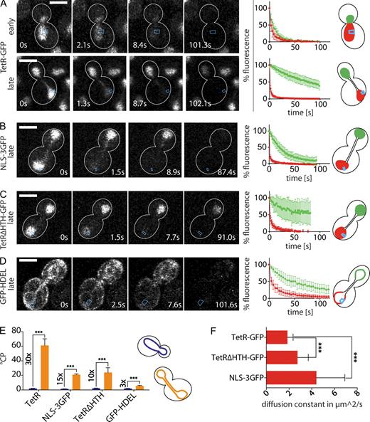 Figure 2. The nucleoplasm of a dumbbell-shaped nucleus is compartmentalized. (A–D) FLIP experiments on indicated reporter proteins during early and late stages of nuclear division. Mean fluorescence levels ± SD over time in the mother (red) and daughter part (green) are shown; bleaching area is indicated in blue. White lines indicate cell outlines. (E) °CP values for the indicated markers during early (blue) and late (orange) stages (for n see Table S1; means ± SEM). Numbers indicate relative increase of °CP from early to late anaphase. (F) Diffusion constants of the nucleoplasmic proteins measured by FCS (means ± SD; nTetR = 168, nTetRΔHTH = 204, and nNLS-3GFP = 179). ***, P < 0.0001 (t test). Bars, 3 µm.