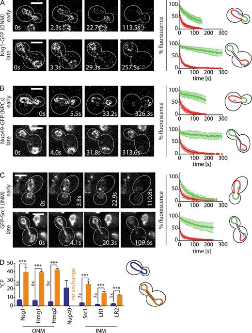 Figure 3. Nuclear membranes are compartmentalized during late stages of nuclear division. (A–C) FLIP experiments on the indicated markers of the nuclear envelope during early and late anaphase. Graphs are as in Fig. 2. Mean fluorescence levels ± SD over time in the mother (red) and daughter part (green) are shown; bleaching area is indicated in blue. White lines indicate cell outlines. (D) °CP values for the indicated markers during early (blue) and late (orange) stages of nuclear division (n ≥ 13 also see Table S1; means ± SEM). Numbers indicate relative increase of °CP from early to late anaphase. Bars, 3 µm.