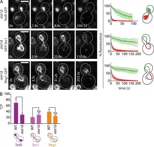 Figure 5. Compartmentalization of the nucleoplasm is specifically decreased in long ase1Δ nuclei. (A) FLIP experiments on the indicated reporters in 6–7-µm-long ase1Δ nuclei. Graphs are as in Fig. 2. Mean fluorescence levels ± SD over time in the mother (red) and daughter part (green) are shown; bleaching area is indicated in blue. White lines indicate cell outlines. (B) °CP values in wild type (WT) and ase1Δ (for n see Table S1; means ± SEM). *, P < 0.05 (t test). Bars, 3 µm.
