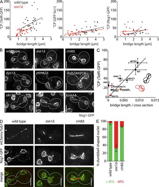 Figure 6. Changes in nuclear shape influence nucleoplasmic compartmentalization. (A) °CP of TetR-GFP, Nsg1-GFP, or GFP-Src1 in individual cells over bridge length; wild type (black) and ase1Δ (red). (B) Nsg1-GFP outlining nuclear shape in cells of the indicated genotypes. (C) °CP (for n see Table S1; means ± SEM) over bridge length normalized by a value proportional to the bridge’s cross section (means ± SD). Cells that divide the nucleus in the mother cell are indicated in red. (A and C) Lines indicate linear regression of the data point using Prism 5.0b. (D) mCherry-Tub1 spindles in wild type, ase1Δ, and cin8Δ dumbbell nuclei outlined by Nsg1-GFP. (B and D) White lines indicate cell outlines. (E) Percentage of dumbbell-shaped nuclei with (green) and without (red) mCherry-Tub1 staining (MTs) in the bridge (means ± SD; n = 3). Bars, 3 µm.