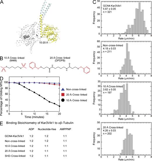 Figure 6. MT•Kar3Vik1 interactions upon neck coiled coil cross-linking. (A) Model of Kar3Vik1 identifying the sites on Kar3 E382C and Vik1 K372C of the 10-Å and 20-Å cross-links. See Fig. S5 for cross-linking efficiency. (B) Chemical structures of M4M (10-Å cross-link) and DPDPB (20-Å cross-link). (C) Histograms of the velocity distribution of gliding microtubules for WT GCN4-Kar3Vik1, non-cross-linked, 10-Å cross-linked, and 20-Å cross-linked Kar3Vik1 motors. The rates are presented in 0.25 µm/min bins with the mean speed reported as mean ± SEM; n = number of microtubules scored. The data shown represent a total of 12–25 movies for each specific motor recorded on 3–6 different days. Representative movies are included as supplemental material. (D) Analysis of the persistence of motility promoted by non-cross-linked, 20-Å cross-linked, and 10-Å cross-linked GCN4-Kar3Vik1. Gliding microtubules were tracked for the initial 20 min of the experiments, and the percentage of microtubules that continued to move is presented: n = 110 microtubules for non-cross-linked, 110 microtubules for 20-Å cross-linked, and 221 microtubules for 10-Å cross-linked GCN4-Kar3Vik1. (E) MT•Kar3Vik1 cosedimentation to determine stoichiometry of binding. Gel images are not shown.