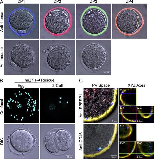 Figure 5. Human sperm bind and penetrate humanized zonae pellucidae. (A) Ovulated eggs from huZP1–4 rescue mice expressing human ZP1, ZP2, ZP3, and ZP4 but not mouse ZP1, ZP2, or ZP3 after staining with monoclonal antibodies to individual zona proteins. Antibody binding was detected by confocal microscopy as described in Fig. 1. (B) Human sperm binding to huZP1–4 rescue eggs and two-cell embryos. Confocal z projections (top) and DIC (bottom) images after staining with Hoechst. (C) Acrosome status of human sperm within the perivitelline (PV) space of huZP1–4 rescue eggs was determined by confocal microscopy after staining with Hoechst and using SPESP1 (red) and CD46 (green) antibodies that detect acrosome-intact and -reacted sperm, respectively (Fig. S3). The localization of sperm within the perivitelline space was confirmed by x-y, x-z, and y-z orthogonal views, where the x, y, and z axes are colored green, red, and blue, respectively.