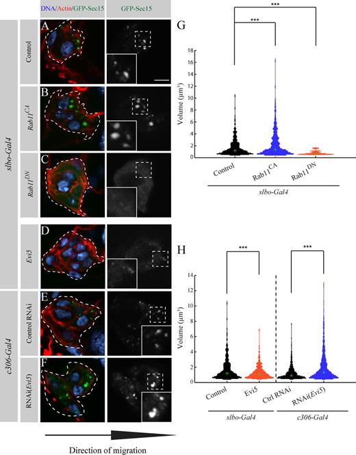 Figure 4. Evi5 regulates Rab11 during BC migration. (A–F) Representative images showing the distribution of GFP-Sec15 at the onset of migration (stage 9) for the indicated conditions. The dotted lines outline BC clusters as determined by the GFP signal. The insets show a higher magnification of the regions marked by dashed line squares. Bar, 5 µm. (G and H) Computational analysis of the conditions (A–F) as in Fig. S1 F (504 < n vesicles < 1,682; ***, P < 0.05; KS test and rank sum test; Fig. S1 G). Green crosses indicate the medians of the thresholded distribution.