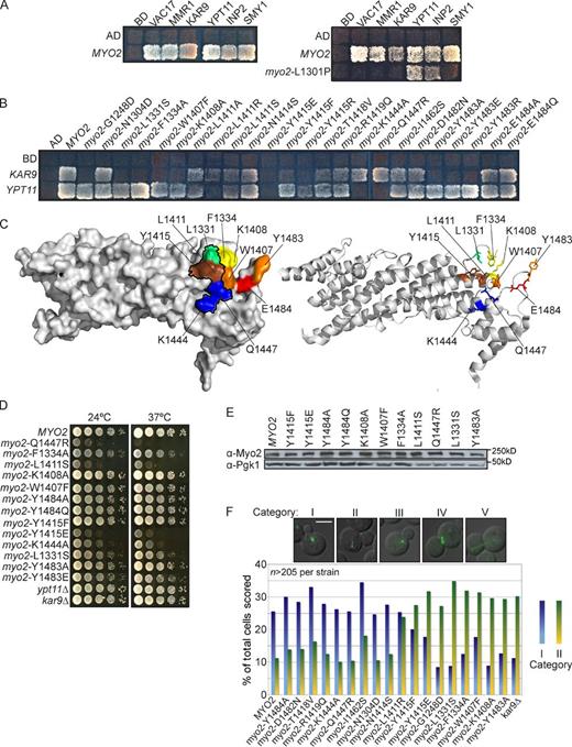 Figure 7. Binding site for the post-Golgi Rab GTPases on Myo2 partially overlaps with the Ypt11, Kar9, and Inp2 binding sites. (A, left) Myo2 CBD interacts with Vac17, Mmr1, Kar9, Ypt11, Inp2, and Smy1 in a yeast two-hybrid test. Effects of L1301P are likely caused by conformational changes in the Myo2 CBD. (right) myo2-L1301P, helix 6, affects binding of Vac17, Mmr1, Kar9, and Smy1. Other mutations in this region do not affect Kar9 and Smy1. (B) Surface residues on Myo2 CBD critical for Kar9 and/or Ypt11 binding. (A and B) Incubated at 24°C for 4 d. Top left squares show empty vector controls. (C) Surface (left) and ribbon (right) view of Myo2 CBD indicating surface residues that interact with Kar9, Inp2, Ypt11, and Ypt31/32. Black outline shows Ypt31/32 and Sec4 binding sites. Red: Inp2 only; orange: Kar9 and Inp2; yellow: Kar9 only; green: Kar9, Sec4, and Ypt31/32; blue: Sec4, Ypt11, and Ypt31/32; brown: Kar9, Inp2, Sec4, Ypt11, and Ypt31/32. (D) Myo2 residues L1331, F1334, W1407, K1408, Y1415, and Y1483, the Kar9 binding site, are critical for orientation of the mitotic spindle. G1248D, an internal residue, also affected spindle orientation. myo2Δ cells with wild-type MYO2 or myo2 mutant plasmids transformed with pGFP-Tub1. Orientation of spindle microtubules scored in five categories: (I) Microtubules aligned toward the bud; (II) microtubules improperly aligned away from the mother–bud neck; categories III, IV, and V (Fig. S3) were not informative. Categories I and II were plotted as a percentage of total cells in all five categories. n = 2; ≥215 cells scored per strain. (E) Steady-state levels of Myo2 unchanged in plasmid-containing strains with myo2 point mutations. (F) Myo2 mutants that affect Kar9 and Inp2 interactions had no effect on growth. Mutations in the Rab GTPase binding site affect growth. Strains were grown to log phase, serially diluted, plated on rich media, incubated at 24°C or 37°C for 2–4 d. Bar, 5 µm. AD, activation domain; BD, binding domain.