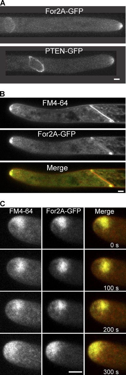 Figure 1. For2A localizes to sites of dynamic membrane trafficking. (A) For2A-GFP localizes to the tip of the cell and to the phragmoplast. The PTEN domain of For2A alone, fused to GFP also localizes to the tip and the phragmoplast. See also Videos 1 and 2. (B) FM4-64–labeled membranes and For2A colocalize in the phragmoplast, but not the cell plate. Shown is the medial plane of a cell with an almost completed cell division. (C) For2A colocalizes with FM4-64–labeled membranes near the tip. See also Video 3 and Fig. S1. Bars, 5 µm.