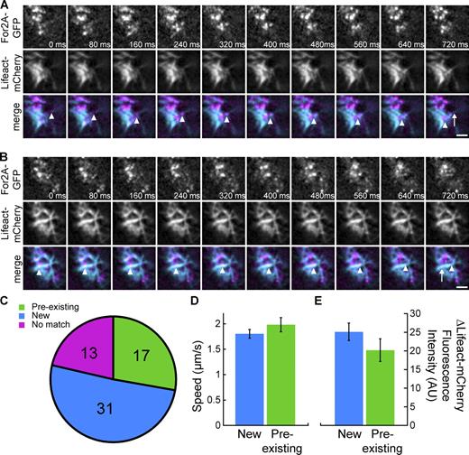 Figure 9. For2A-GFP spots generate actin filaments at the cell cortex. (A and B) Simultaneous acquisition of For2A-GFP and Lifeact-mCherry at the cell cortex using VAEM demonstrates that For2A-GFP resides on the ends of newly generated actin filaments (A) and along preexisting filaments (B). See also Videos 9 and 10. In the merge images, For2A-GFP and Lifeact-mCherry are magenta and cyan, respectively. Numbers represent time in milliseconds (ms). Bar, 2 µm. Arrowheads in each frame of the merge indicate the For2A-GFP and the arrow in the last frame indicates the position of the For2A-GFP spot at the beginning of the time-lapse. (C) Quantification of the number of cortical For2A-GFP spots that moved in a linear trajectory and were found at the end of a new actin filament (blue), along a preexisting filament (green), or did not correlate with an actin filament (pink). 61 linear For2A-GFP trajectories were analyzed from 5 cells. (D) Quantification of the speed of For2A-GFP linear movements on new or preexisting filaments. (45 For2A-GFP spots from five cells). (E) Quantification of the change in Lifeact-mCherry fluorescence in the wake of a linearly moving cortical For2A-GFP spot on new or preexisting filaments (37 spots from five cells).