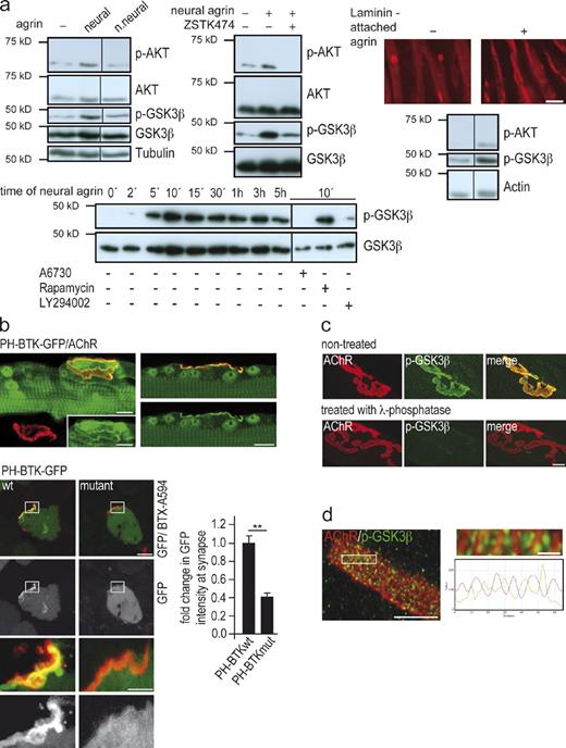 Figure 5. Agrin phosphorylates PI3-K, AKT, and GSK3β in muscle cells. (a) Neural, but not nonneural, agrin phosphorylates GSK3β via phosphorylation of PI3-K and AKT in cultured myotubes. Western blots of lysates from C2C12 myotubes to which soluble neural (5 nM) or nonneural (5 nM) agrin was added. Blots probed with antibodies as described in Materials and methods. Panels showing p-GSK3β and p-AKT are derived from same blot exposed for different times. Note that (1) AKT and GSK3β are not phosphorylated by nonneural agrin (top left panel, right lane); (2) their phosphorylation by neural agrin is inhibited by the PI3-K blocker LY294002 (50 µM), and the AKT inhibitor A6730 (0.5 µM, bottom left panel), respectively. Neural agrin also phosphorylates AKT and GSK3β when presented attached to culture substrate (top right panel, see Materials and methods). Full blots are shown in Fig. S1. Bar, 20 µm. (b) PI3-K is activated at the postsynaptic membrane of the NMJ. Soleus muscles of wild-type mice were electroporated with expression constructs for PH-BTK or PH-BTKmut, i.e., pleckstrin homology domain fragments of Brutton tyrosine kinase, which specifically bind (PH-BTK-GFP) or do not bind (PH-BTK_R28C-GFP) to PIP3, a read-out for PI3-K activity. Both constructs were tagged with eGFP (see Várnai et al., 1999; Bohnacker et al., 2009). Top: longitudinal confocal sections passing through NMJs of muscle fibers expressing elevated GFP (green) at synaptic AChR cluster (BTX594, red). Bars, 10 µm. Bottom: cross sections through fibers electroporated with the two constructs. Synaptic localization of PH-BTK-GFP is higher than that of PH-BTKmut-GFP, indicating synaptic PI3-K activity. Graph shows means ± SEM of fold change in GFP intensity at synaptic AChR clusters at 10–14 d after electroporation with PH-BTK or PH-BTKmut, respectively (n = 20 synapses on GFP-positive fibers per construct examined, *, P < 0.05; **, P < 0.01, two-sided t test). Bars, 7.5 µm and 3 µm. (c) P-GSK3β is enriched at the NMJ. Immunoreactivity is abolished by pretreatment of muscle with lambda-phosphatase. Bar, 10 µm. For specificity of antibody used, see Fig. S2. (d) High resolution confocal image of p-GSK3β immunoreactivity. GSK3β-(Ser9)P labeling was not distributed evenly. Rather, p-GSK3β labeling was preferentially located between the crests of the synaptic folds carrying the AChRs, as is the case for CLIP-170 and CLASP2 (Fig. 2 a). Enlarged inset and corresponding line profiles of AChR and GSK3β-P fluorescence are shown on the right. Bars, 3 µm and 0.5 µm.
