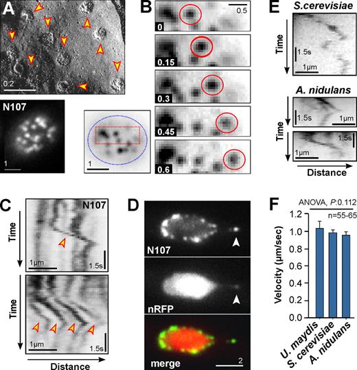 Figure 1. Motility of nuclear pores in fungi. (A) Freeze-fracture electron micrograph (top) and Nup107-GFP (N107; bottom) showing even distribution of NPCs in the nuclear envelope. Bars indicate micrometers. See also Video 1. (B) Image series showing directed motility of a NPC within the nuclear envelope. Bottom left image shows the nucleus from where the image series was taken (red box); the edge of the nucleus is indicated by a blue dotted line. Contrast was inverted. Time is given in seconds; bar indicates micrometers. See also Video 2. (C) Kymographs showing motility behavior of Nup107-GFP–labeled NPCs (N107). Rapid motility is indicated by arrowheads. Occasionally, several pores show coordinated motility (bottom). Contrast was inverted. Bars represent micrometers and seconds. See also Video 2. (D) Colocalization of Nup107-GFP (N107) and a nuclear reporter protein (nRFP). A NPC is pulled away from the nucleus, which extends the nucleus (arrowhead). See also Videos 3 and 4. (E) Kymographs showing motility behavior of NPCs in the budding yeast S. cerevisiae (labeled with Nup82-GFP) and the filamentous fungus A. nidulans (labeled with Nup133-GFP). Contrast was inverted. Bars represent micrometers and seconds. See also Videos 5 and 6. (F) Bar chart showing velocity of NPC motility in U. maydis, S. cerevisiae, and A. nidulans. One-way ANOVA testing showed no significant difference (P = 0.112). Bars represent mean ± SEM (n = 55–65 measurements per bar).